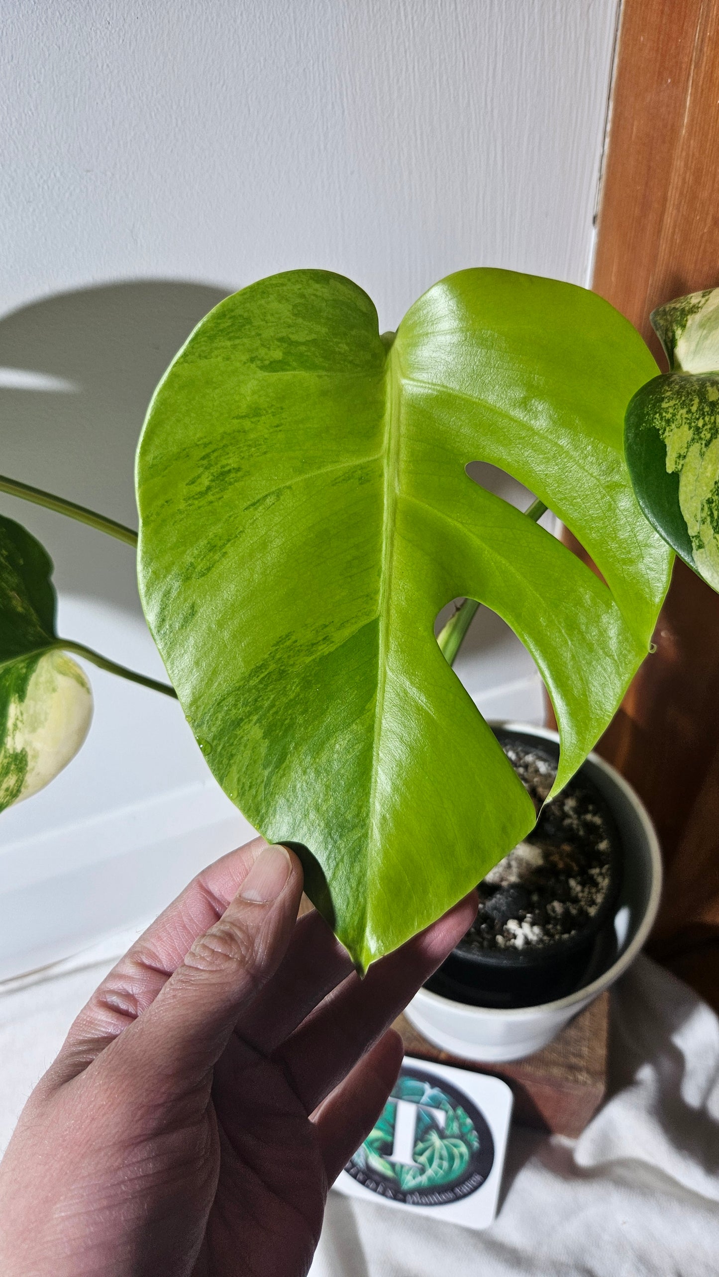 Monstera Aurea (MON-389)