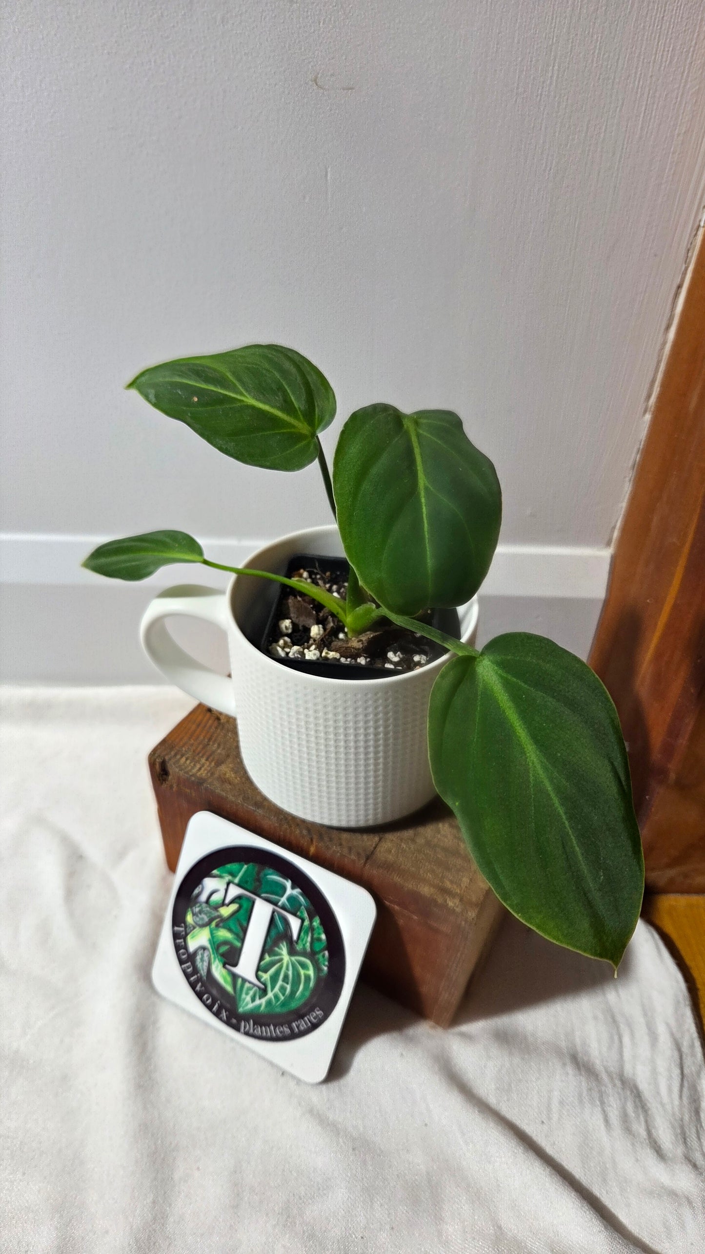 Philodendron Gloriosum x Plowmanii (PHI-1003)