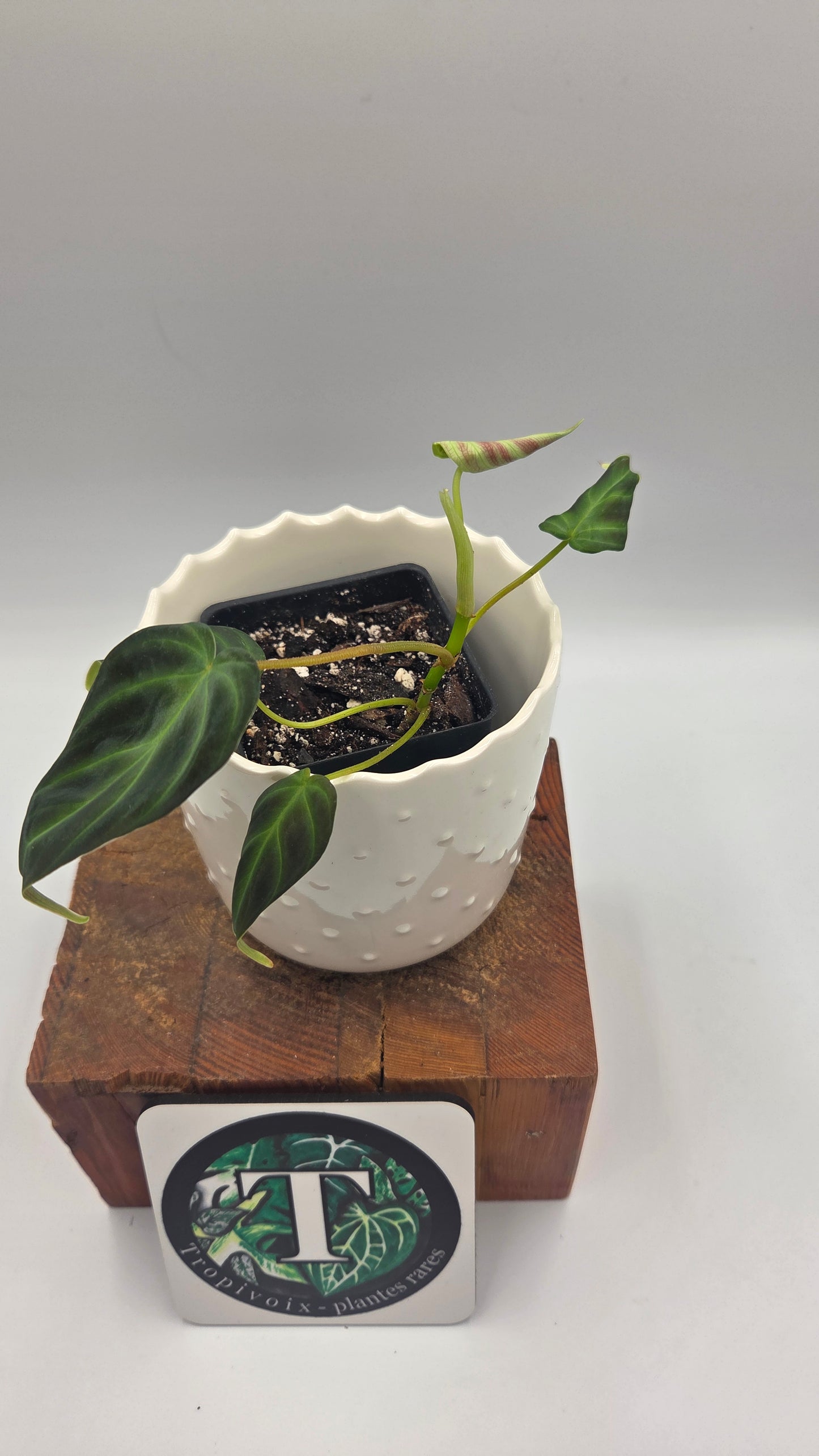 Philodendron Verrucosum Glow (PHI-1033)