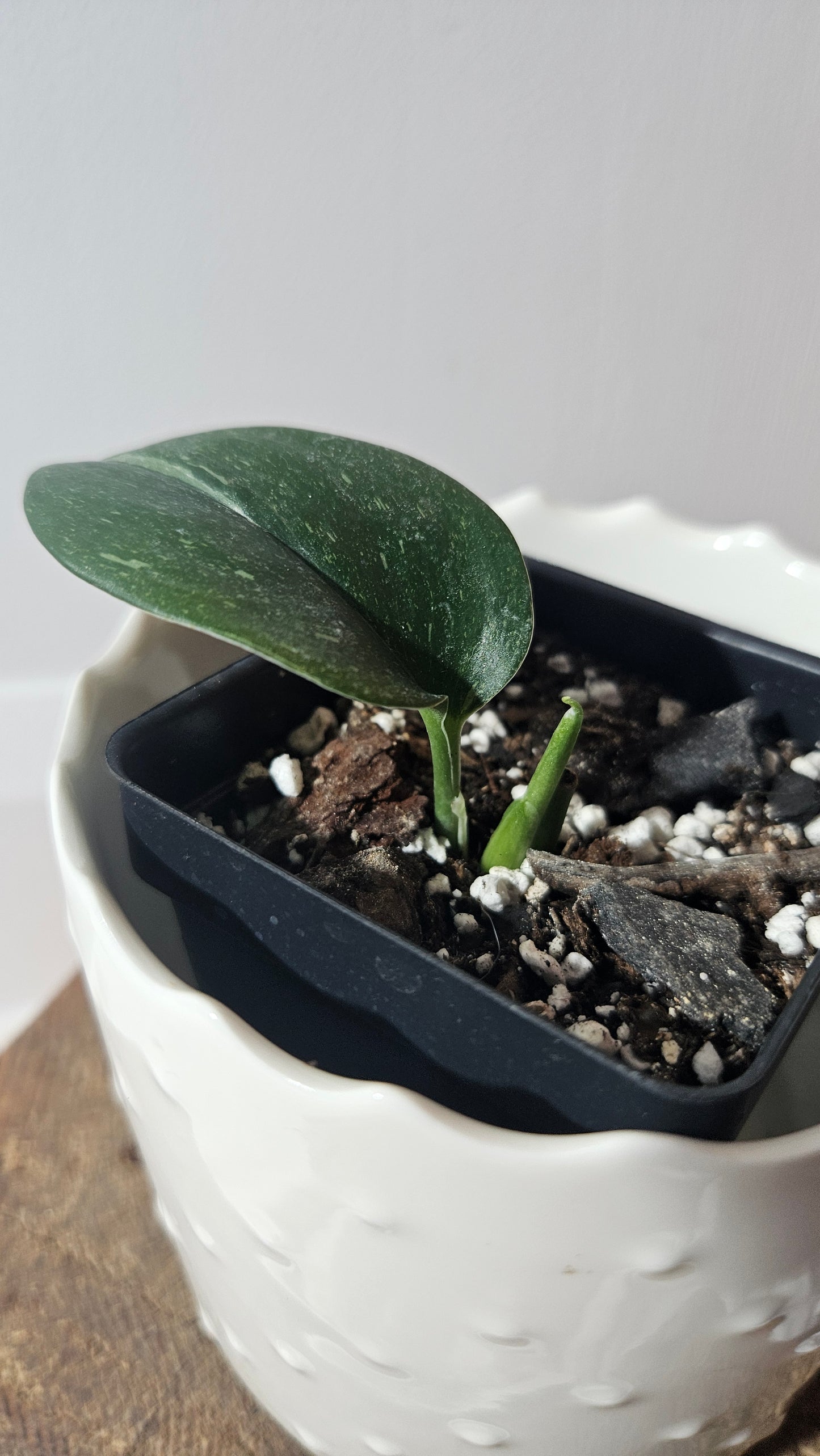 Scindapsus Treubii Galaxy (SCI-934)