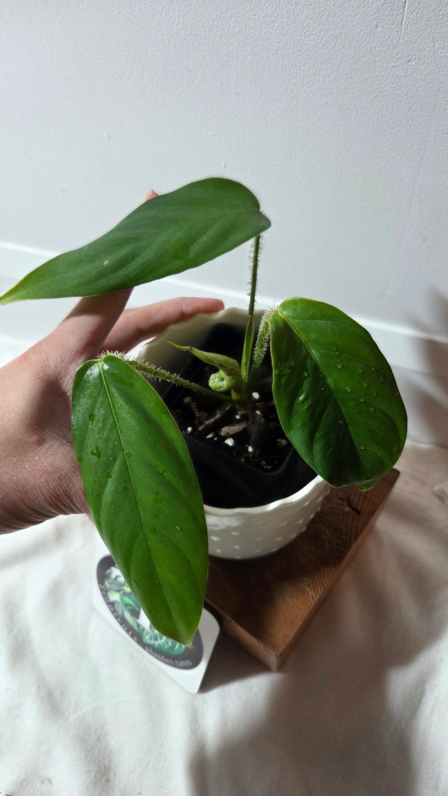 Philodendron Genevievianum (PHI-1011)