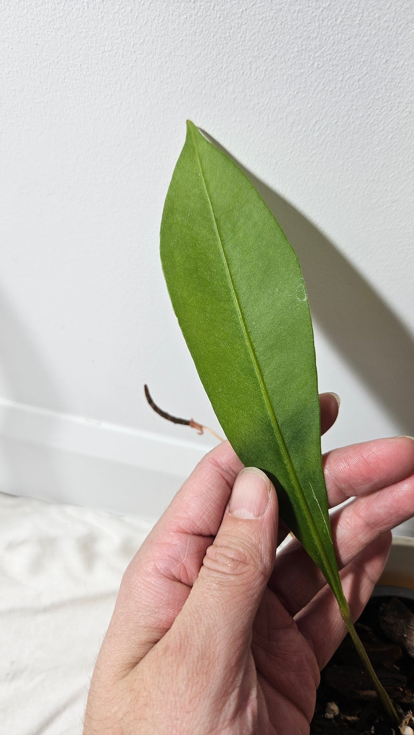 Anthurium Gracile "format MOYEN"(ANT-192)