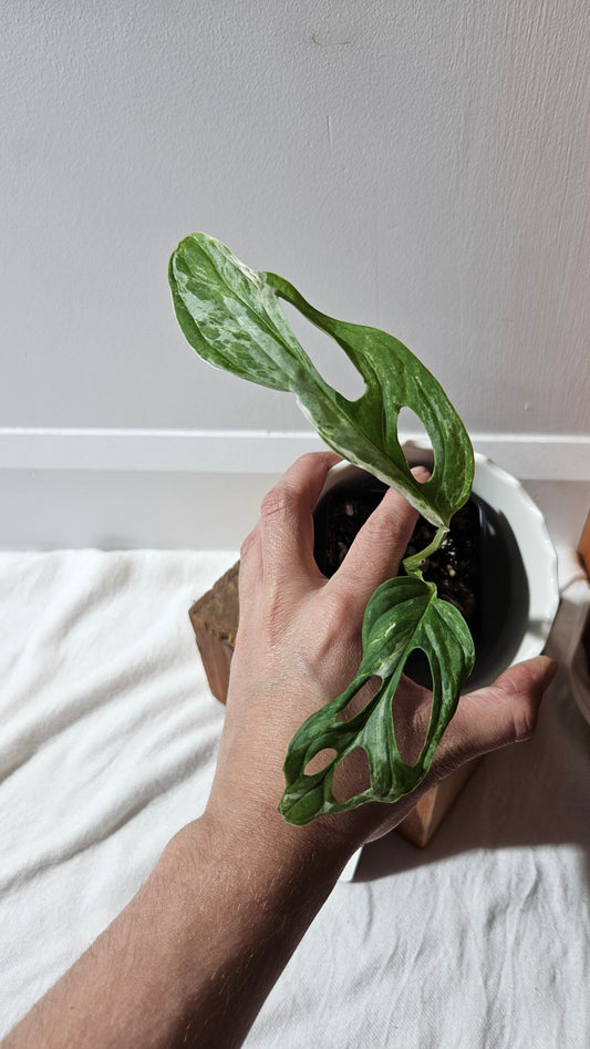 Monstera Andasonii Mint/Indo (MON-420)
