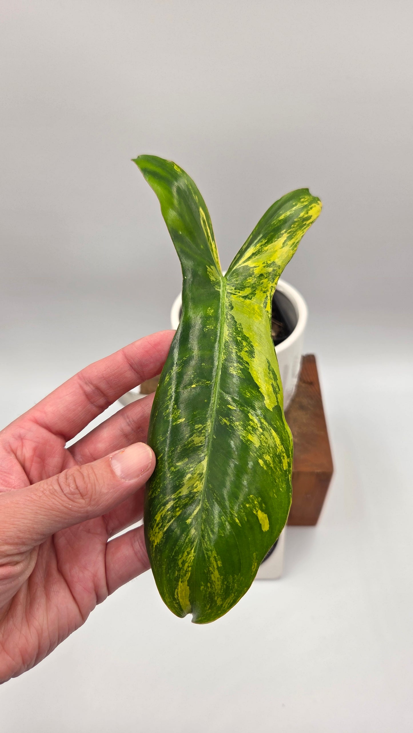 Philodendron Paradise Beauty (FloridaBeautyXParaiso Verde)(PHI-1023)