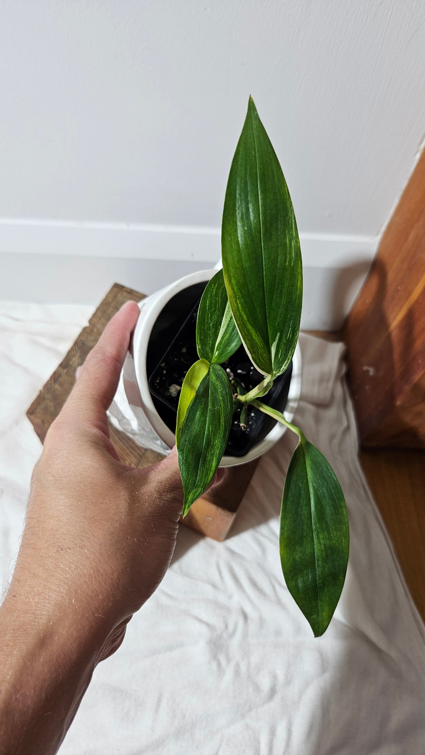 Epipremnum Amplissinum Variegata (EPI-165)