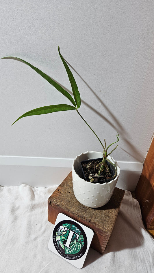 Anthurium Polydactylum "format MOYEN" (ANT-129)