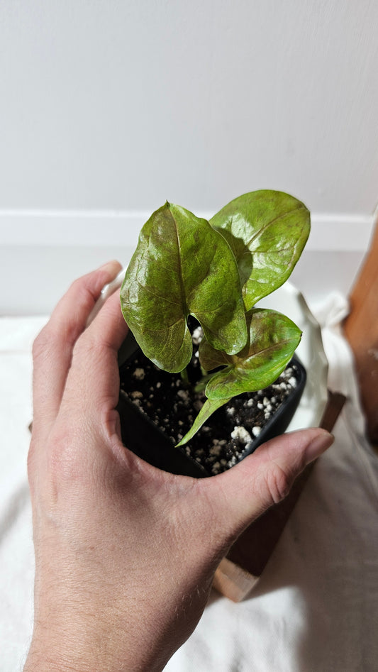 Syngonium Matcha Sprinkle (SYN-433)