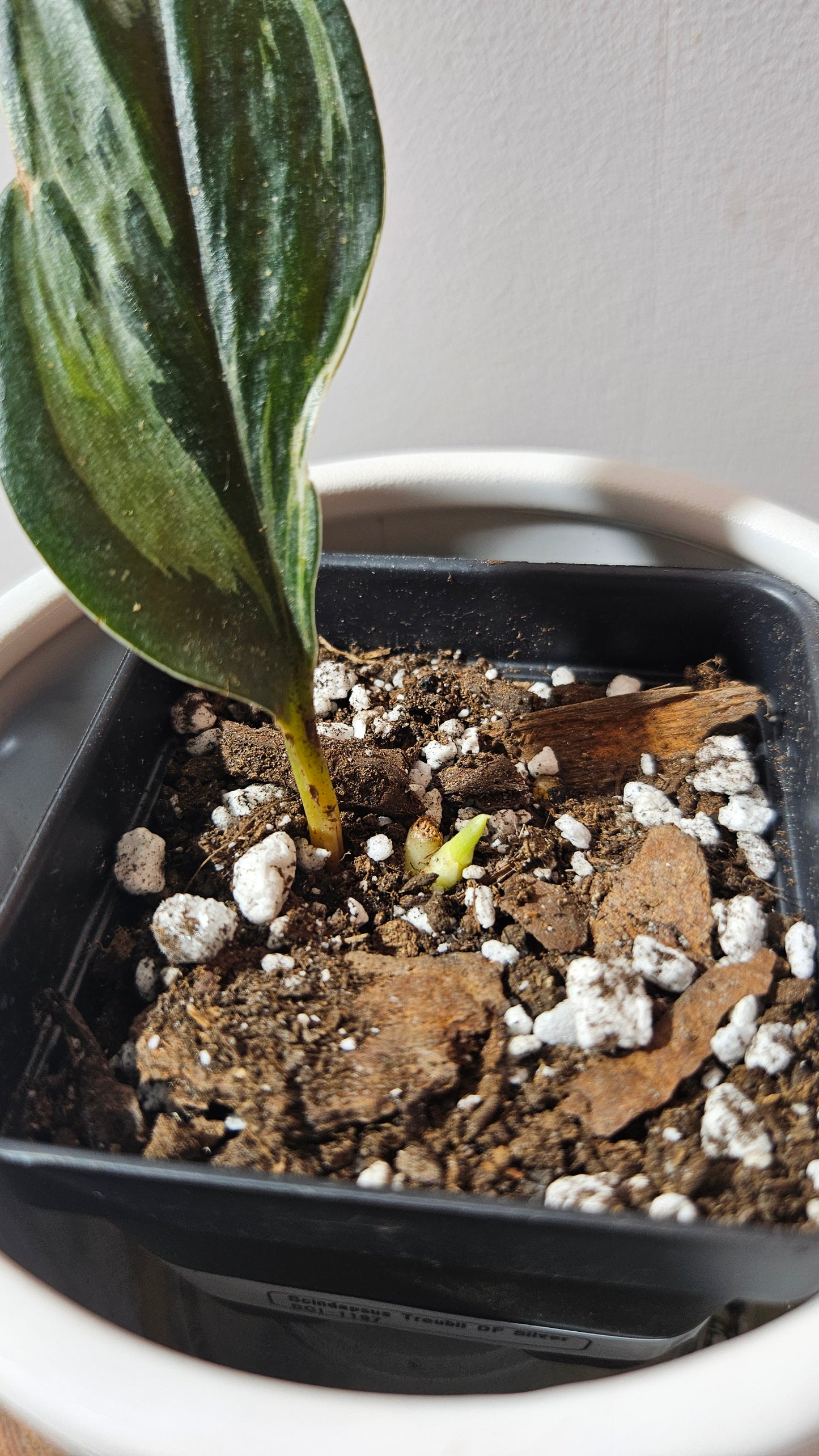 Scindapsus Treubii Dark Form silver (SCI-1197)