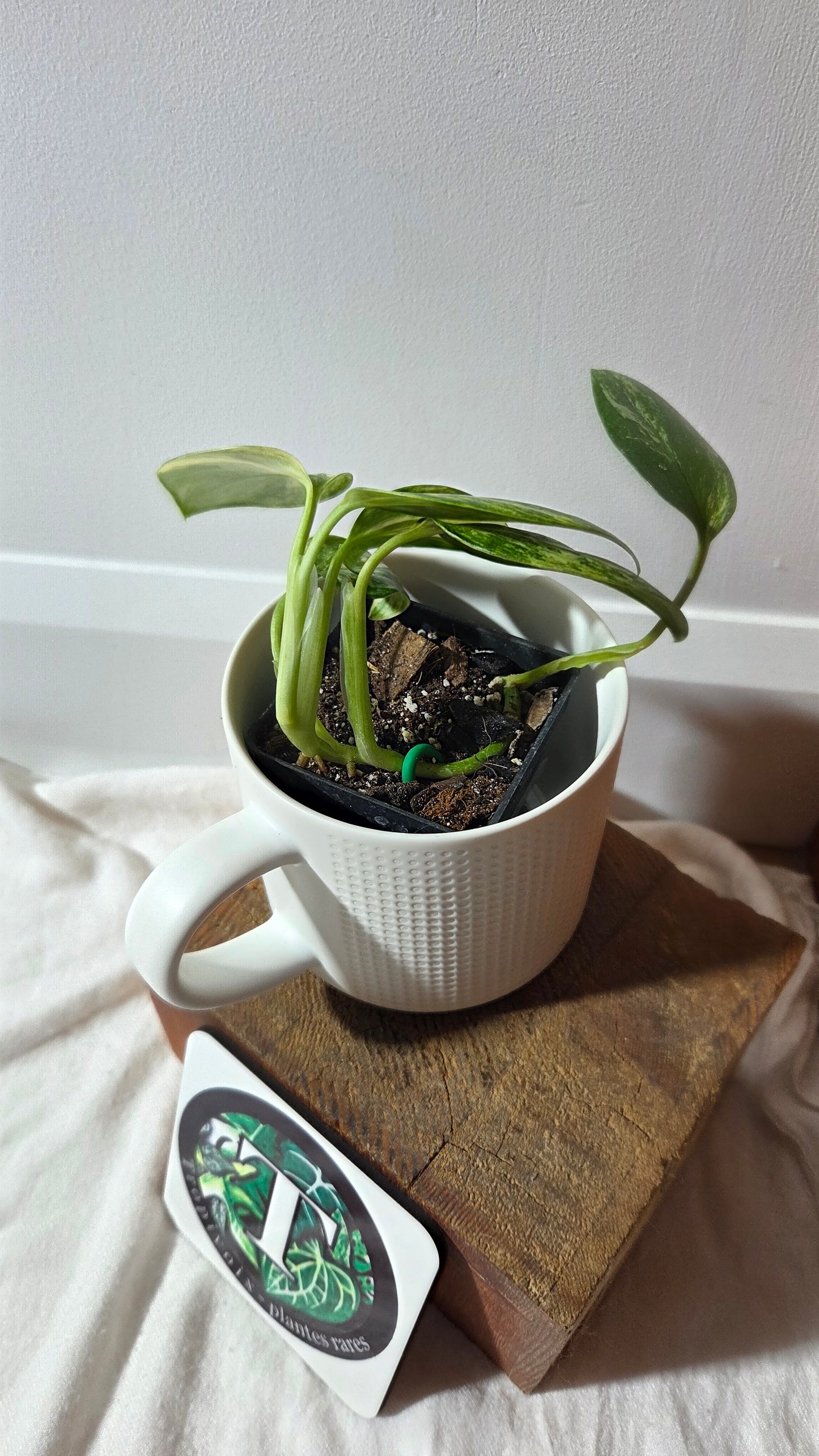 Monstera Standleyana Aurea (MON-261)