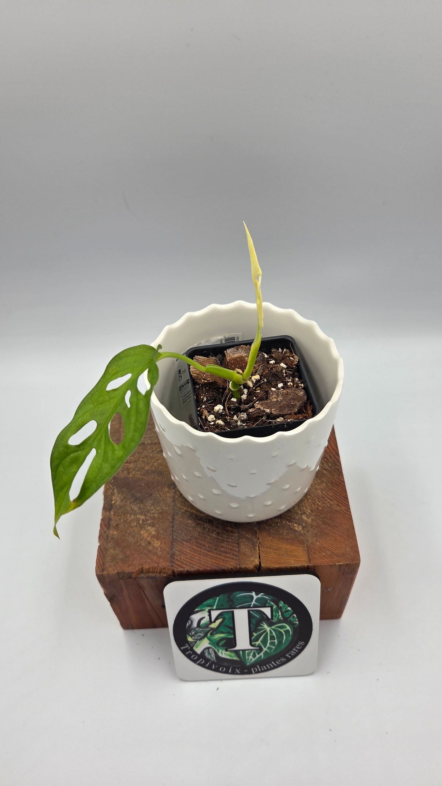Monstera Andasonii Archipelago Ghost (MON-541)