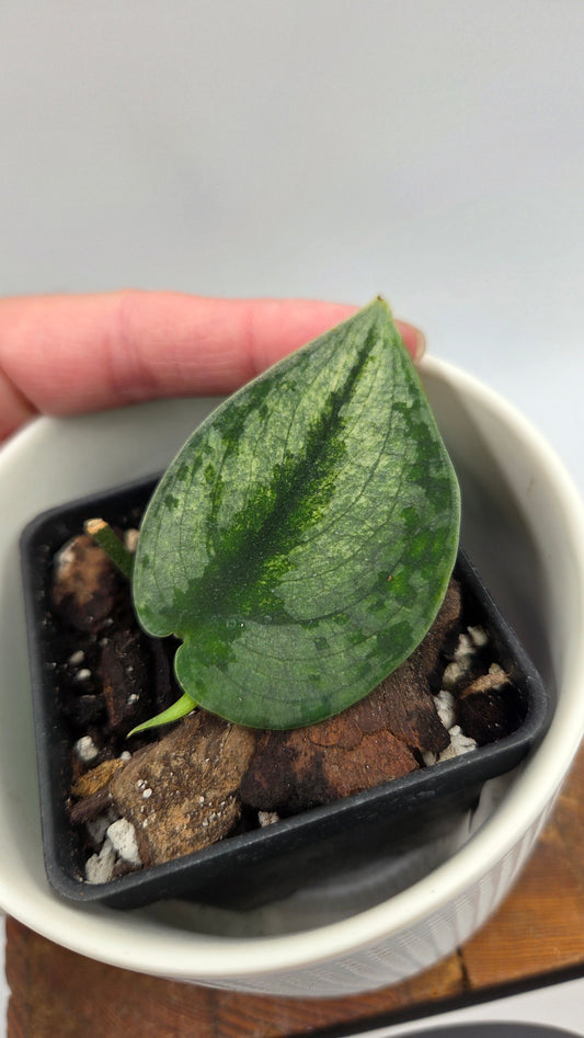 Scindapsus Sparkling Bornéo (SCI-1056)