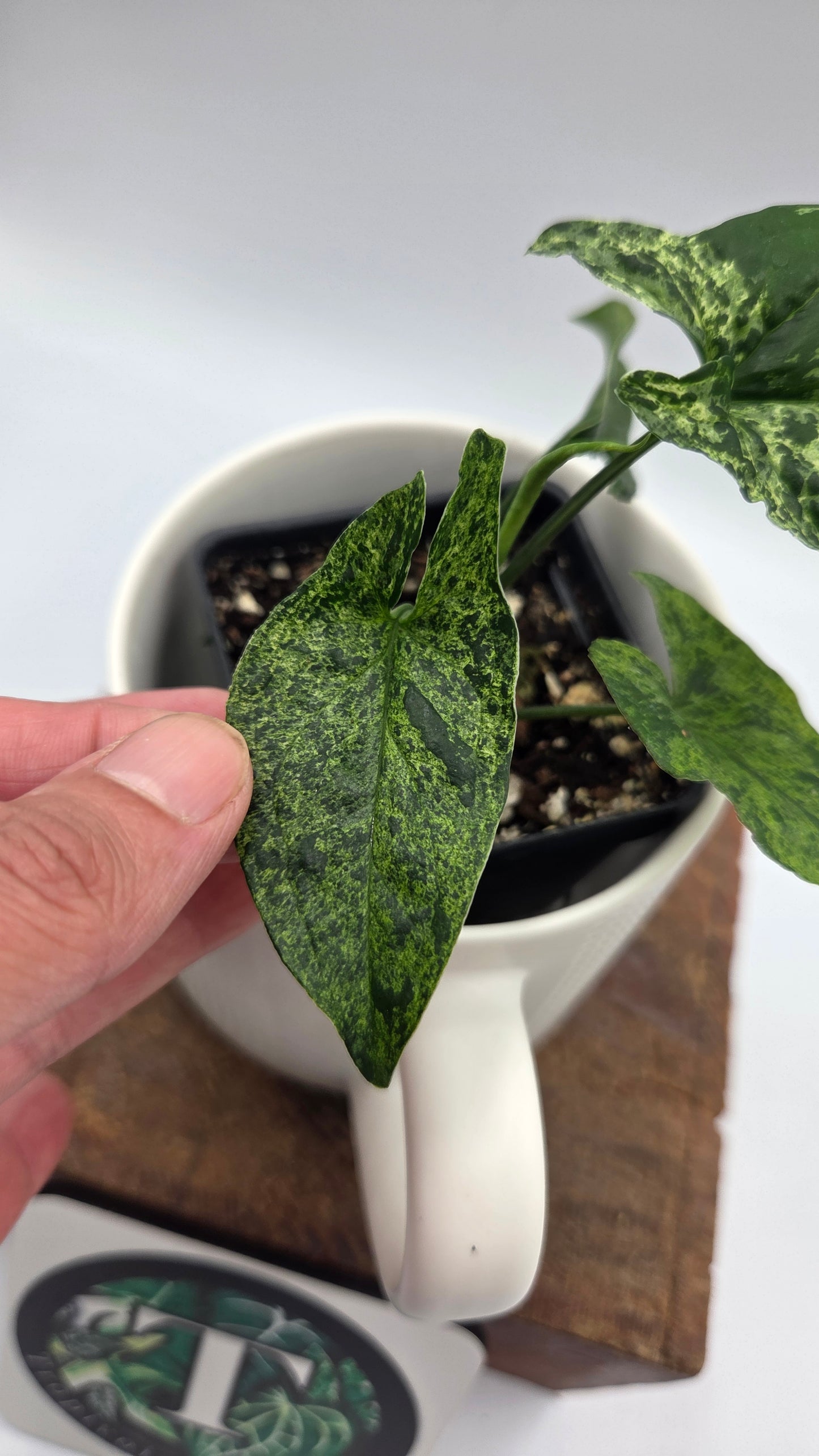 Syngonium Mojito (SYN-517)