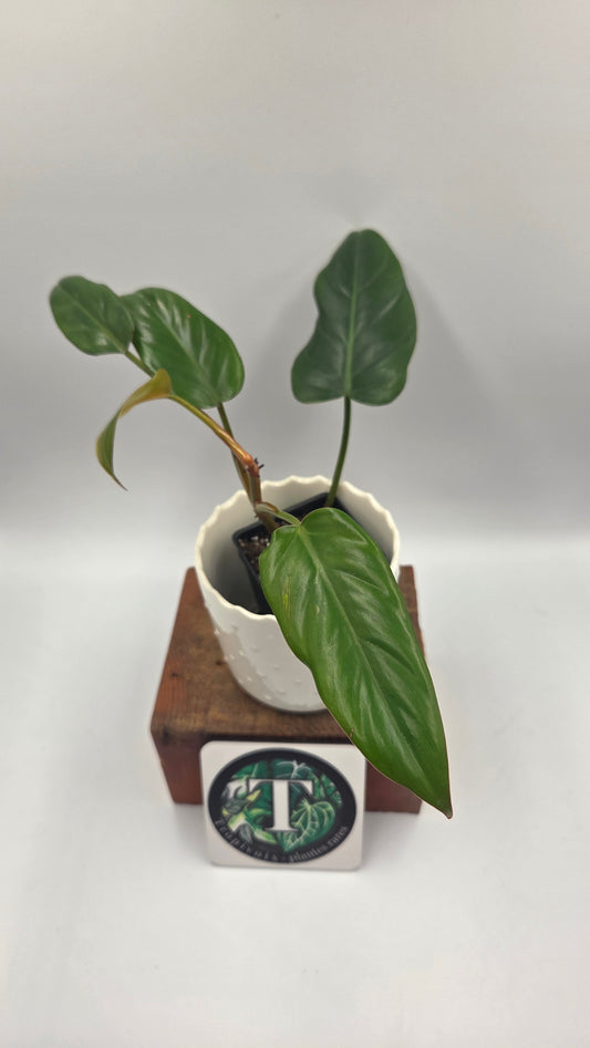 Philodendron Erubescens Chocolate (PHI-1068)