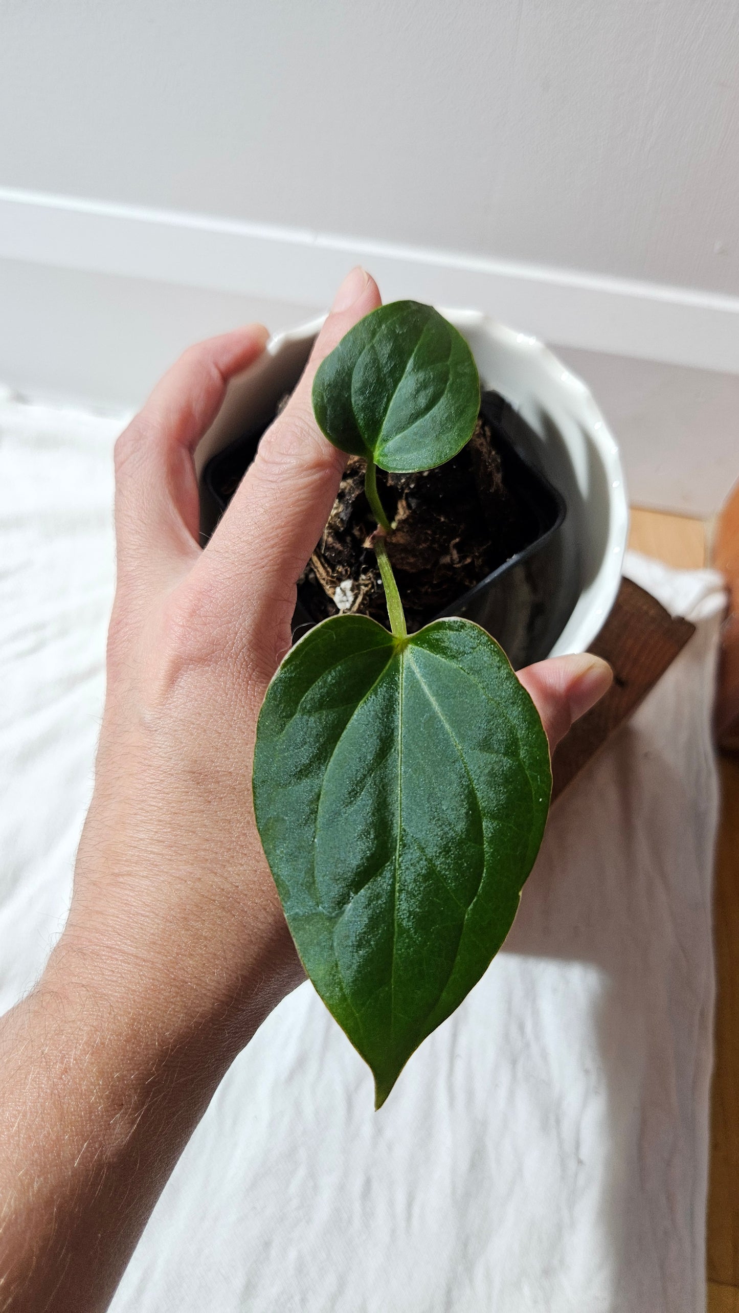 Anthurium KOS X Luxurians "format PETIT" (ANT-627)