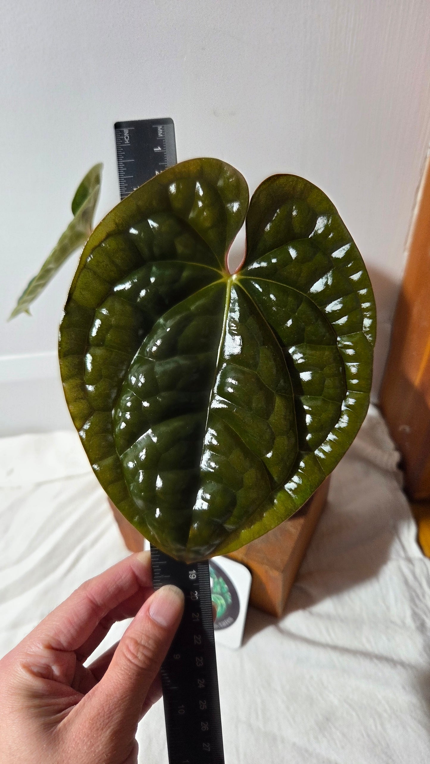 Anthurium Luxurian Velvet Special "LARGE format" (ANT-131)