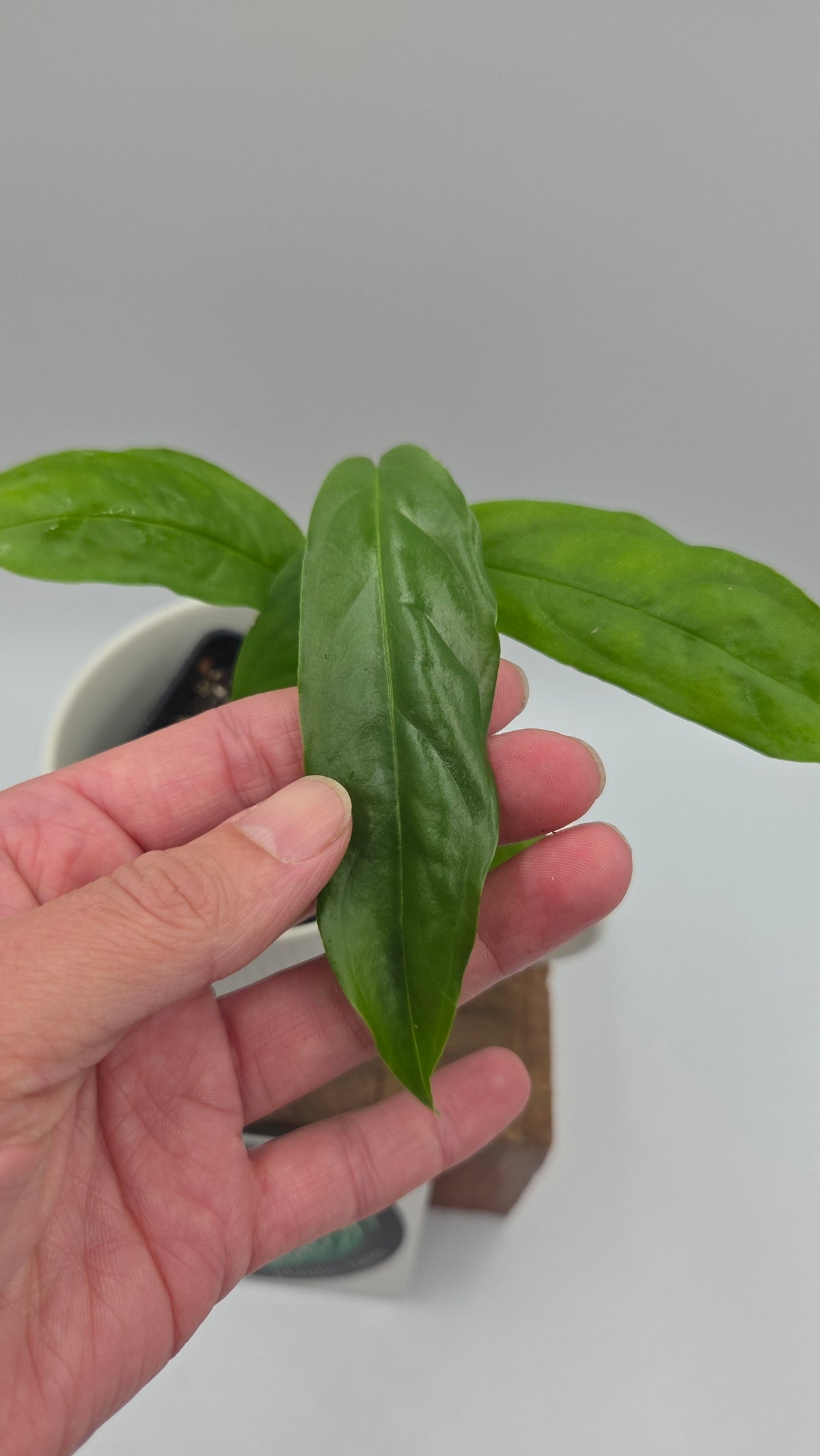 Monstera Obliqua Aff Amazonas (MON-325)
