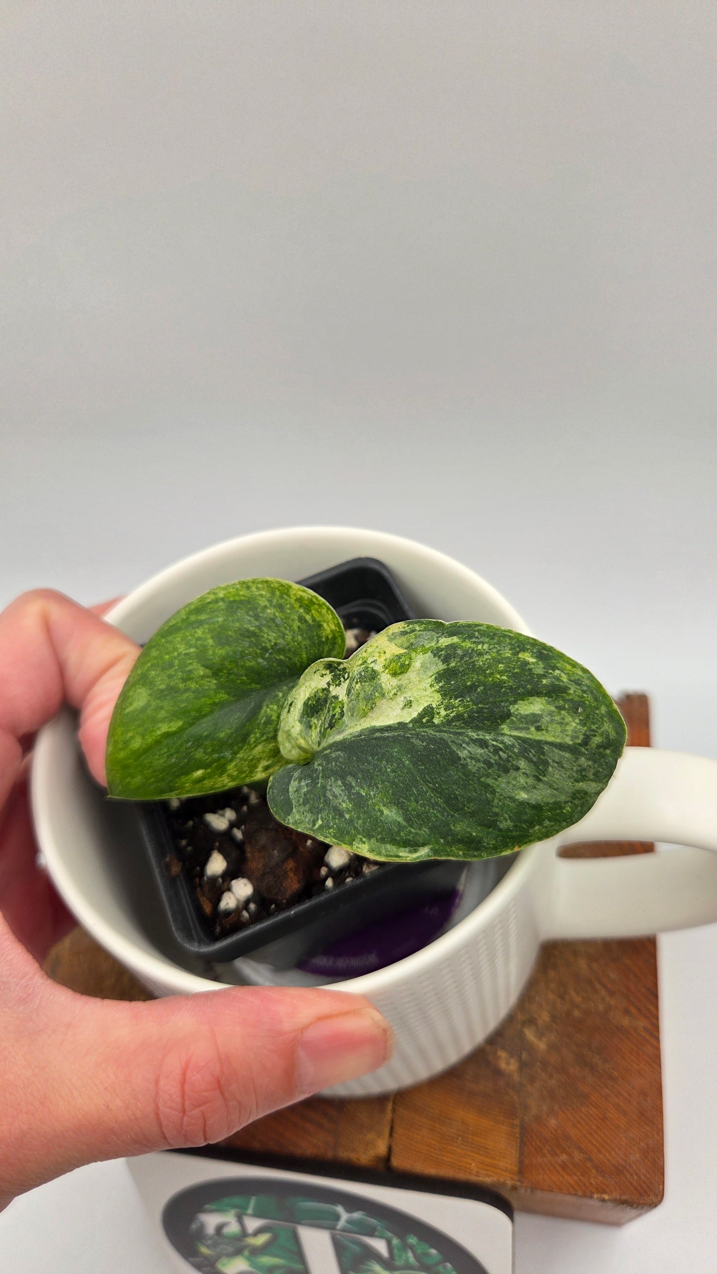 Scindapsus Silver Splash Tricolore (SCI-1438)