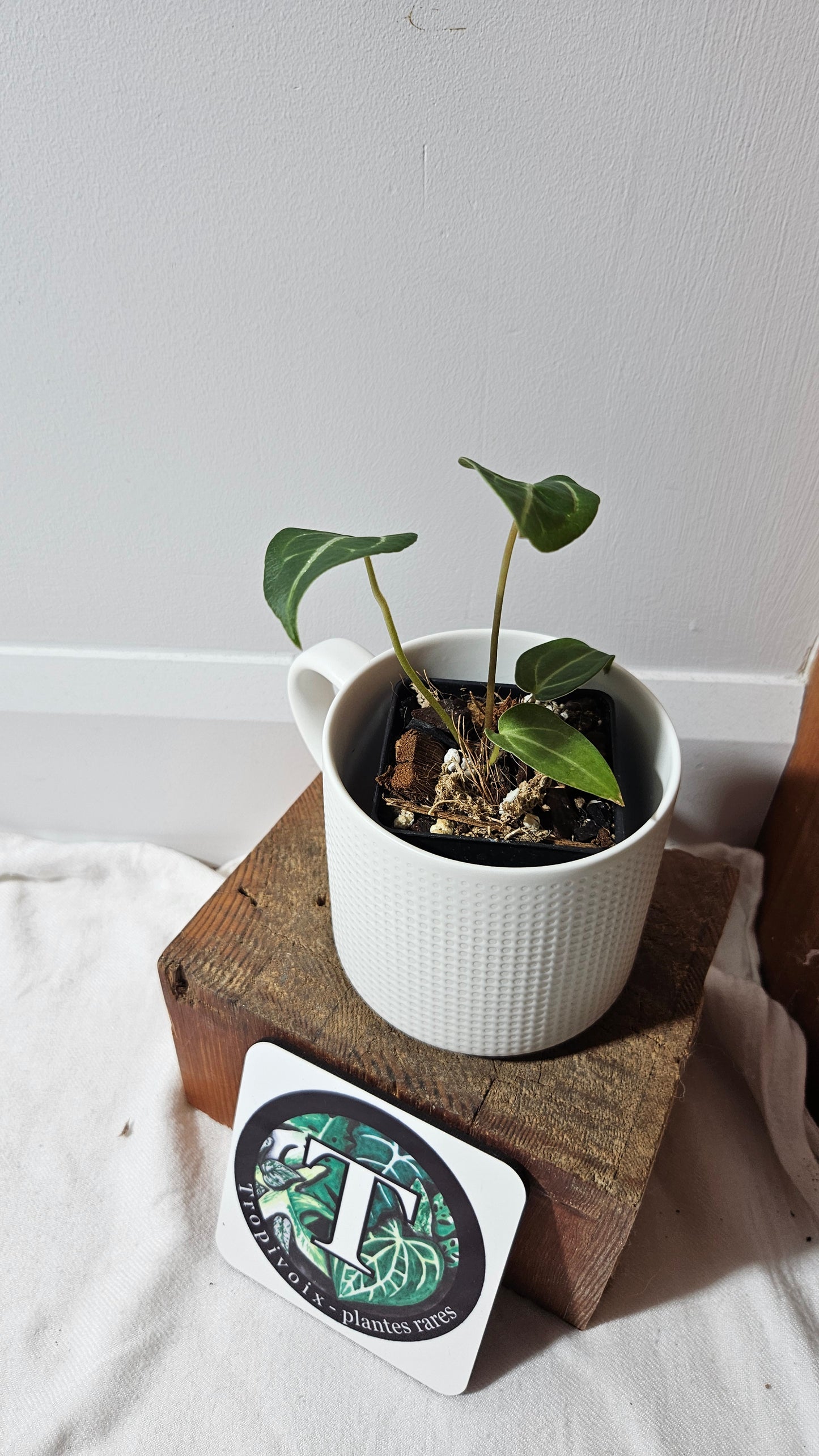 Anthurium Forgetii X Carlablackiae "format PETIT" (ANT-631)