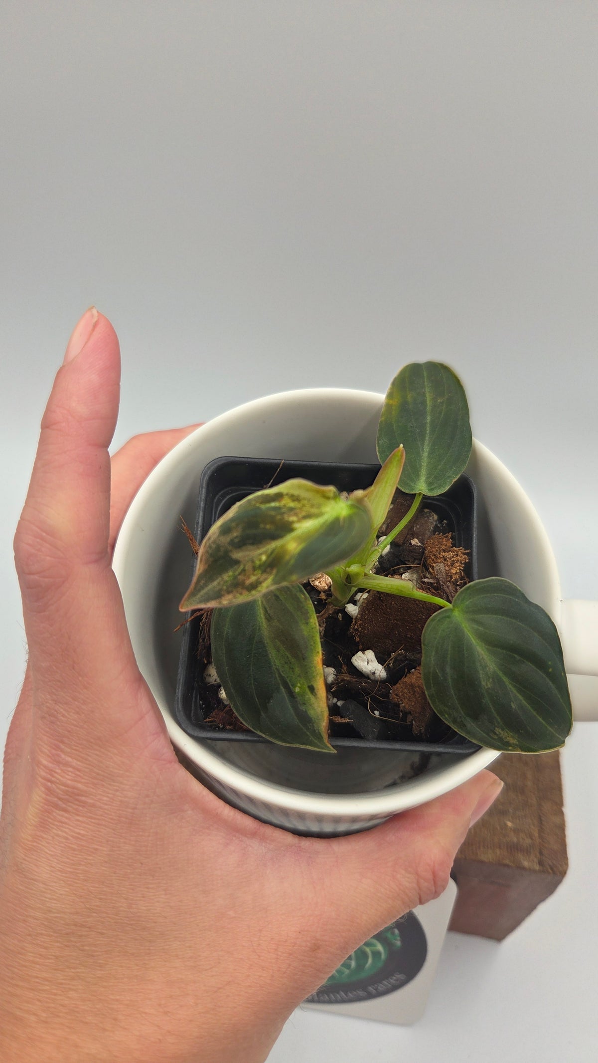 Philodendron Melanochrysum Variegata (PHI-1084)