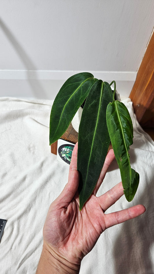 Anthurium Warocqueanum  "format MOYEN"(ANT-423)