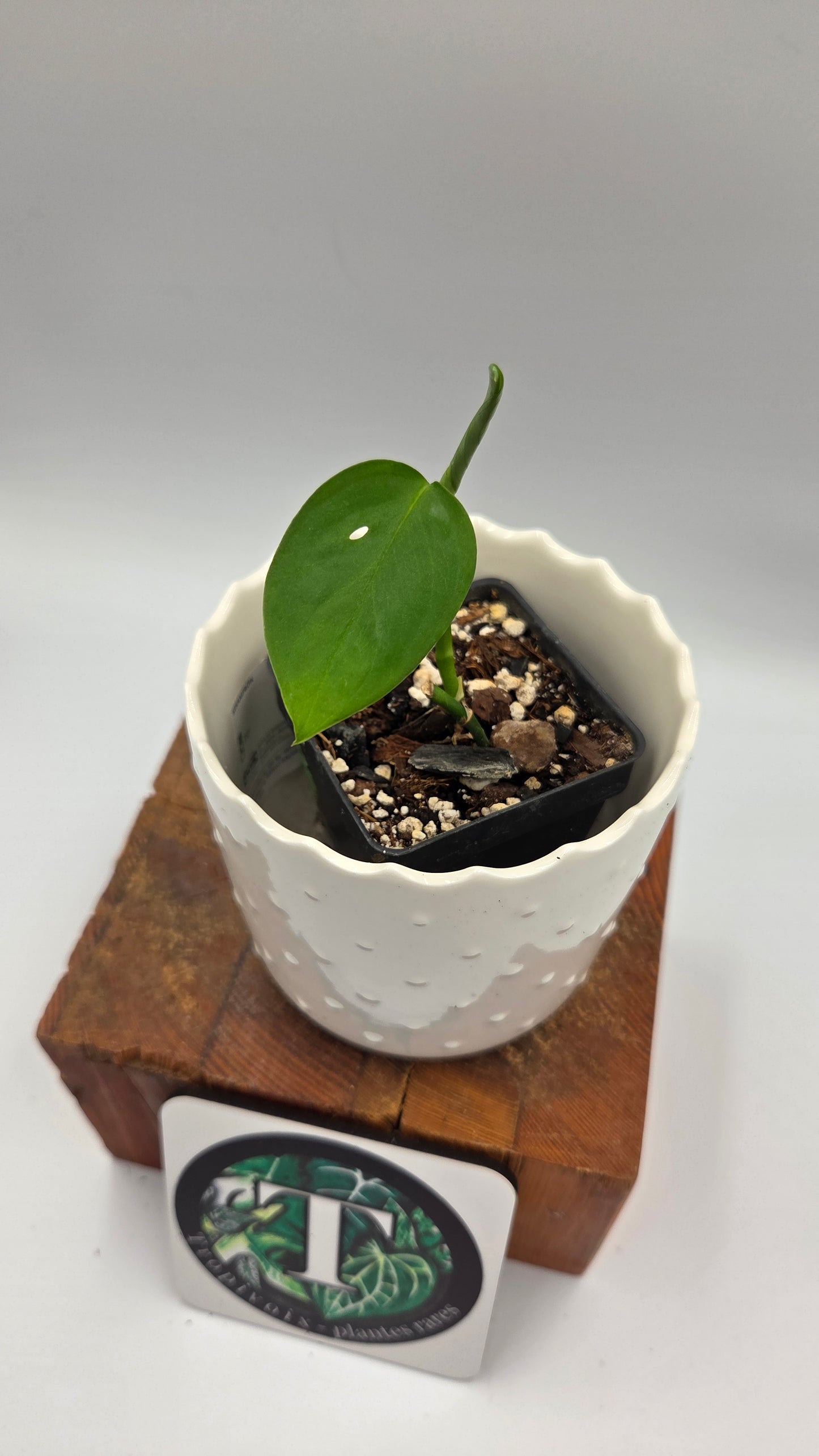 Monstera Obliqua Aff Indanza (MON-436)
