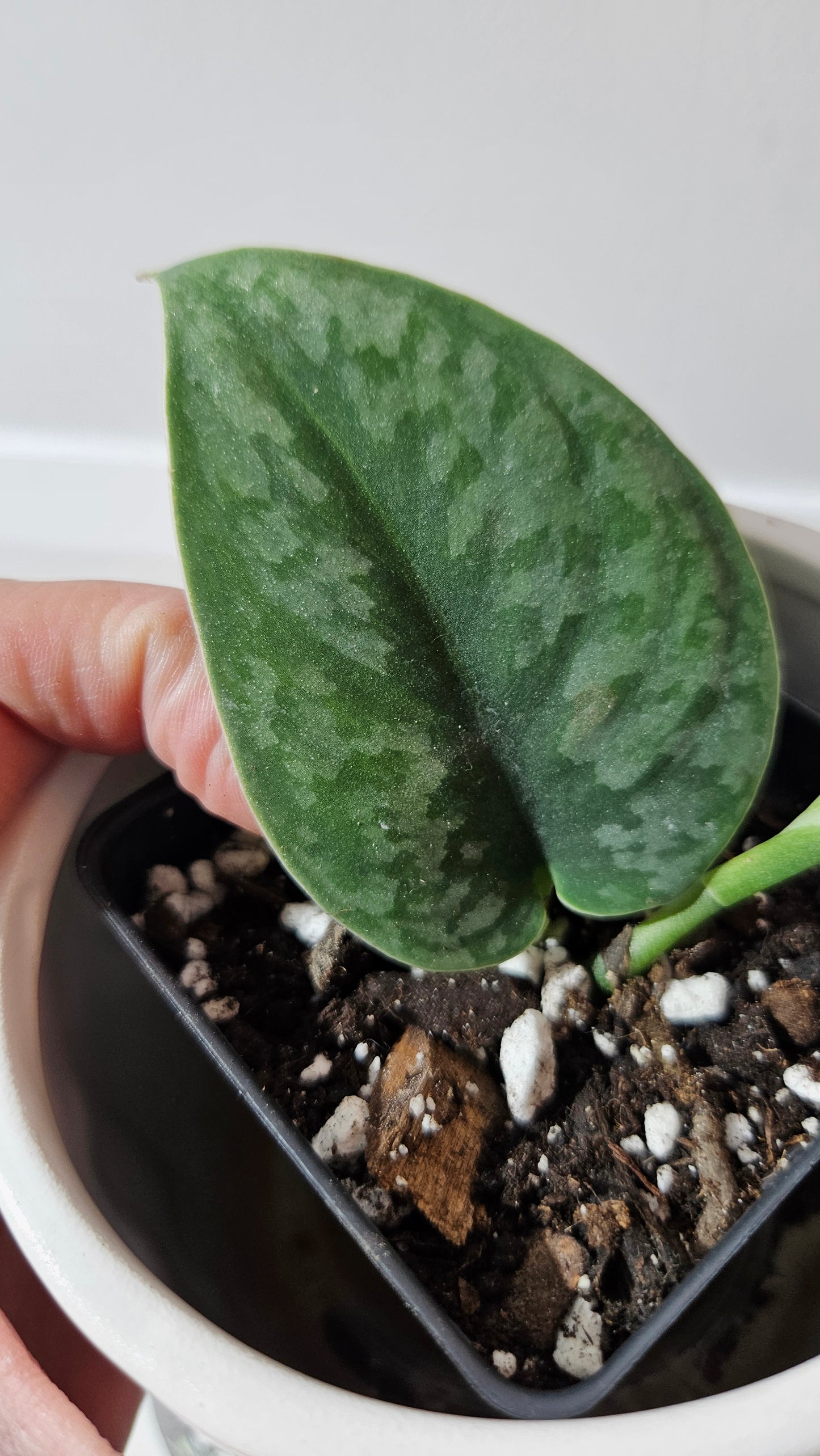 Scindapsus Venom (SCI-1302)