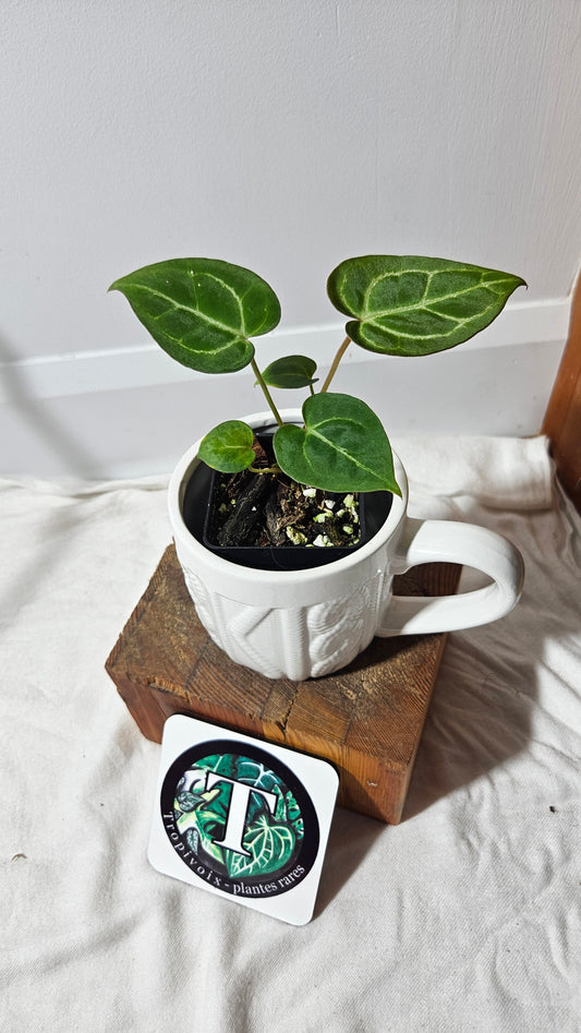 Anthurium  Crystallinum Hybrid "format SEEDLING" (ANT-180)