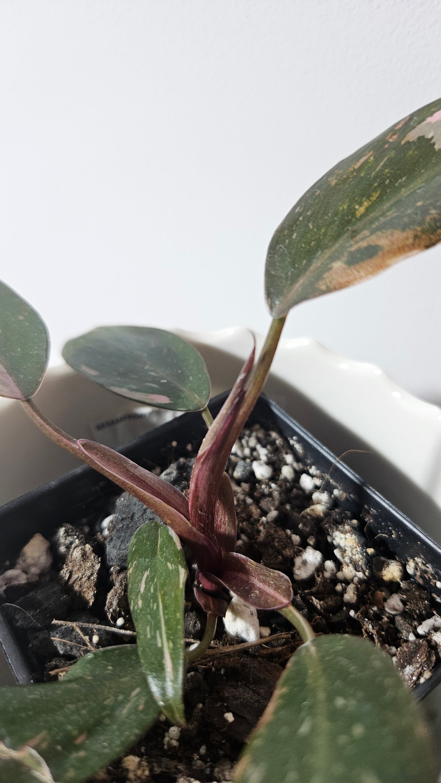 Philodendron Pink Princess Marble (PHI-628)