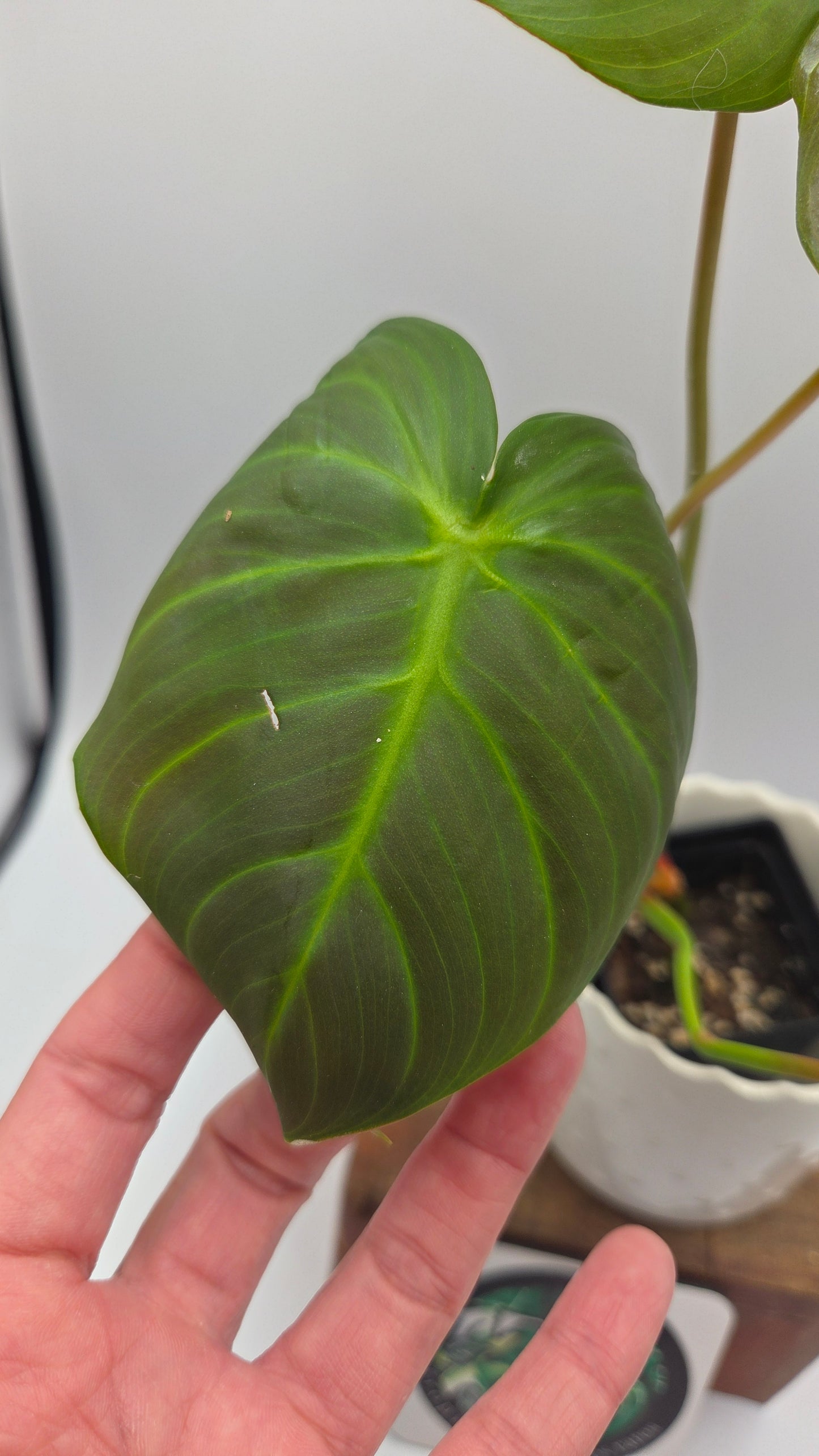 Philodendron Célébration/(Rubrijuvenile X Pastazanum) (PHI-929)