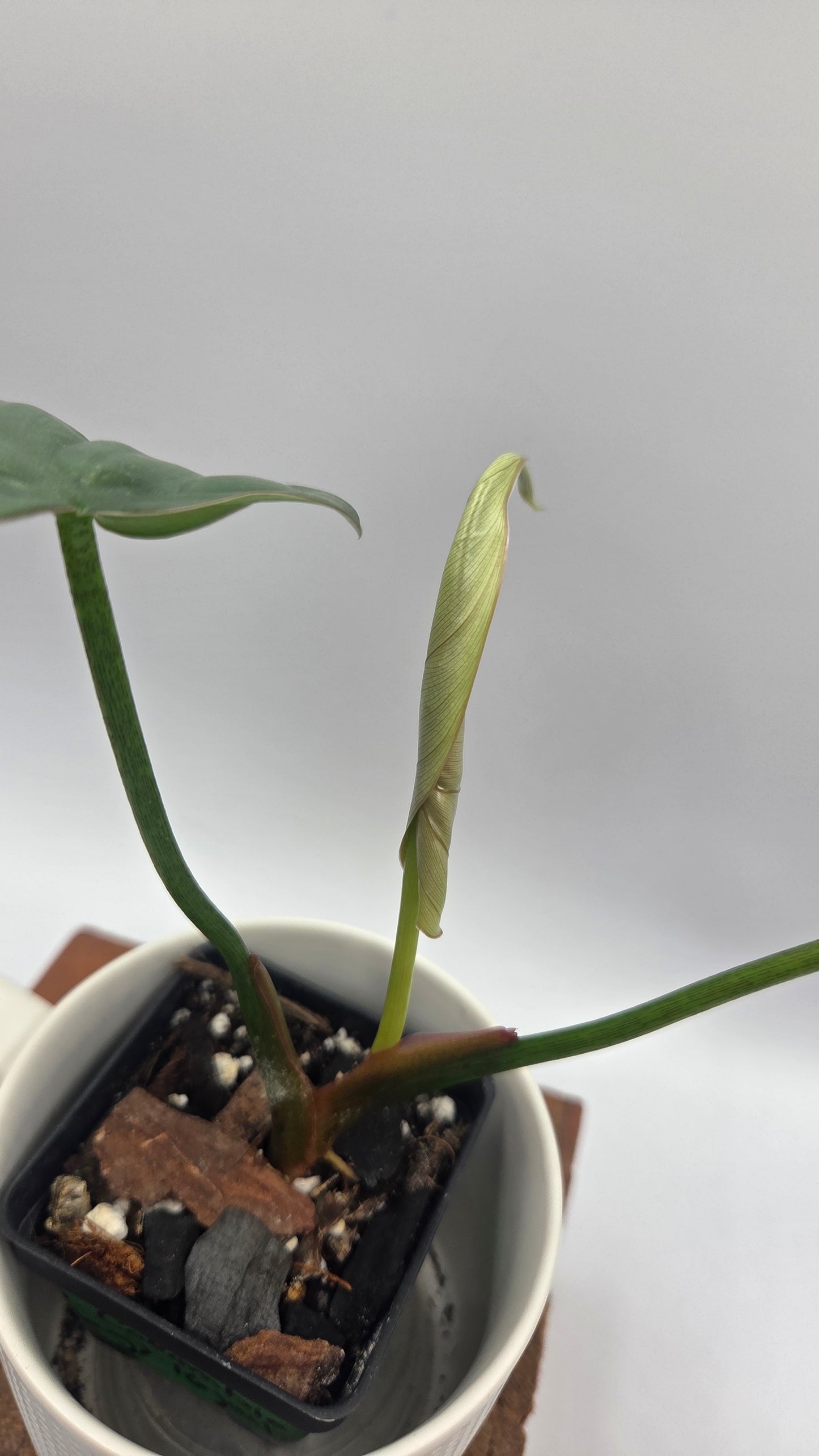 Philodendron Aff Colombia Platinum (PHI-1071)