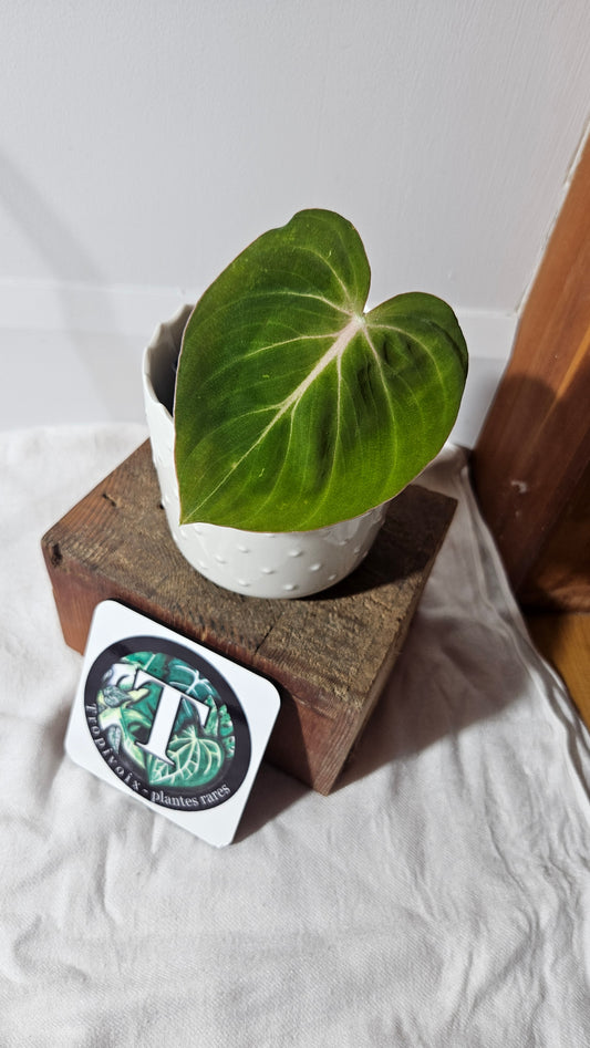 Philodendron Gloriosum x Plowmanii (PHI-795)