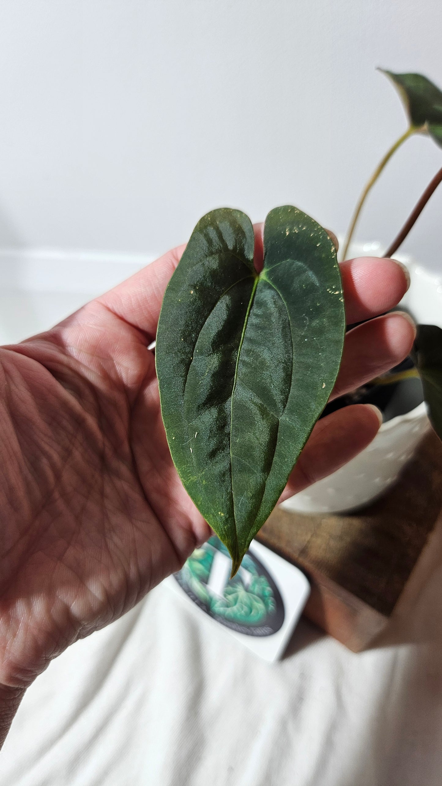 Anthurium SP Black Velvet "format MOYEN" (ANT-204)