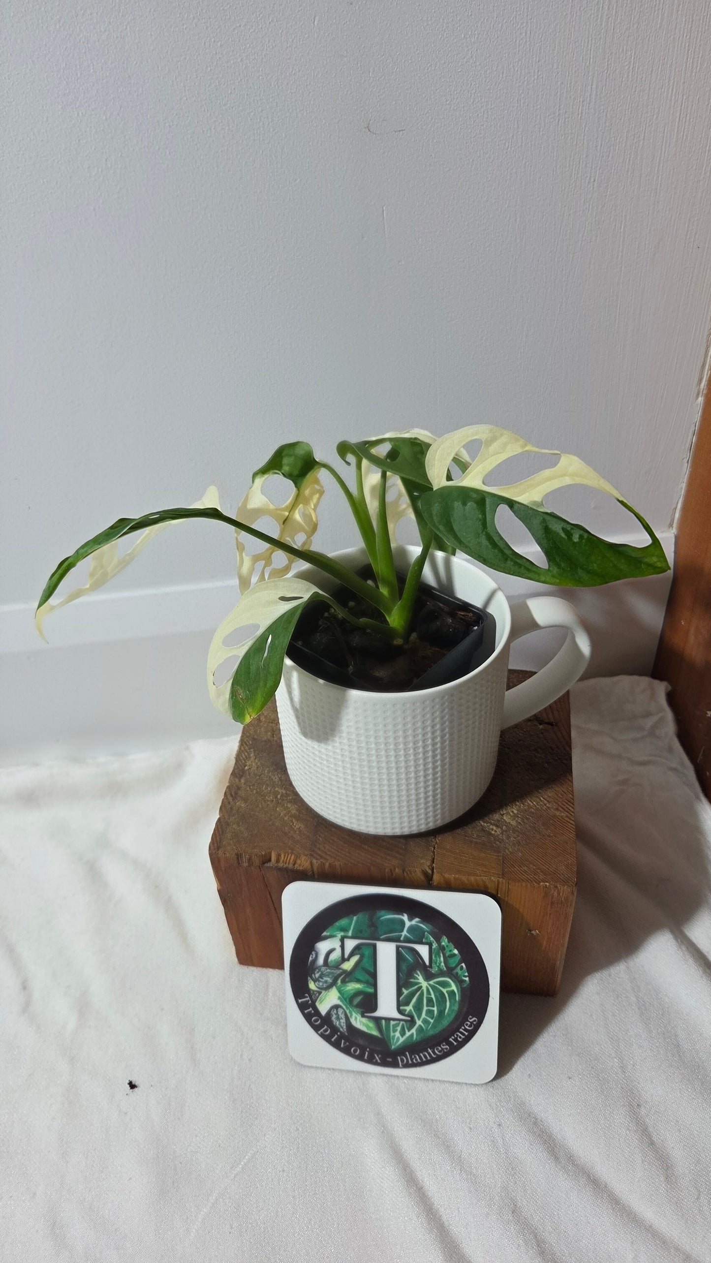 Monstera Andasonii Albo/ Génétique Half&Half (MON-507)