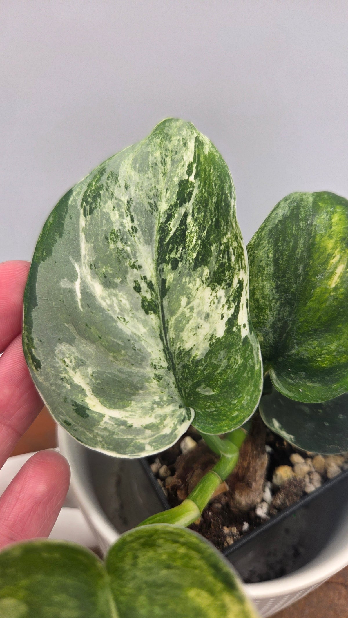 Scindapsus Dark satin Tricolore (SCI-1519)