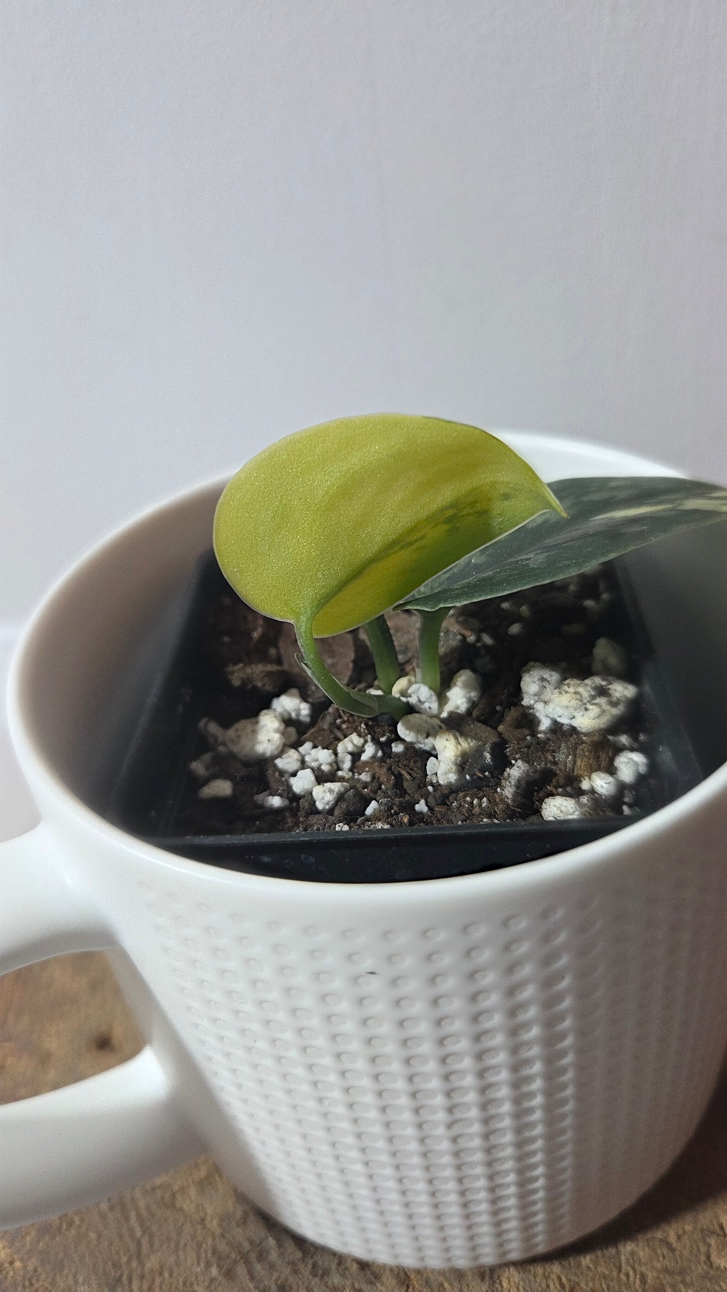 Scindapsus Green Diamond (SCI-1261)