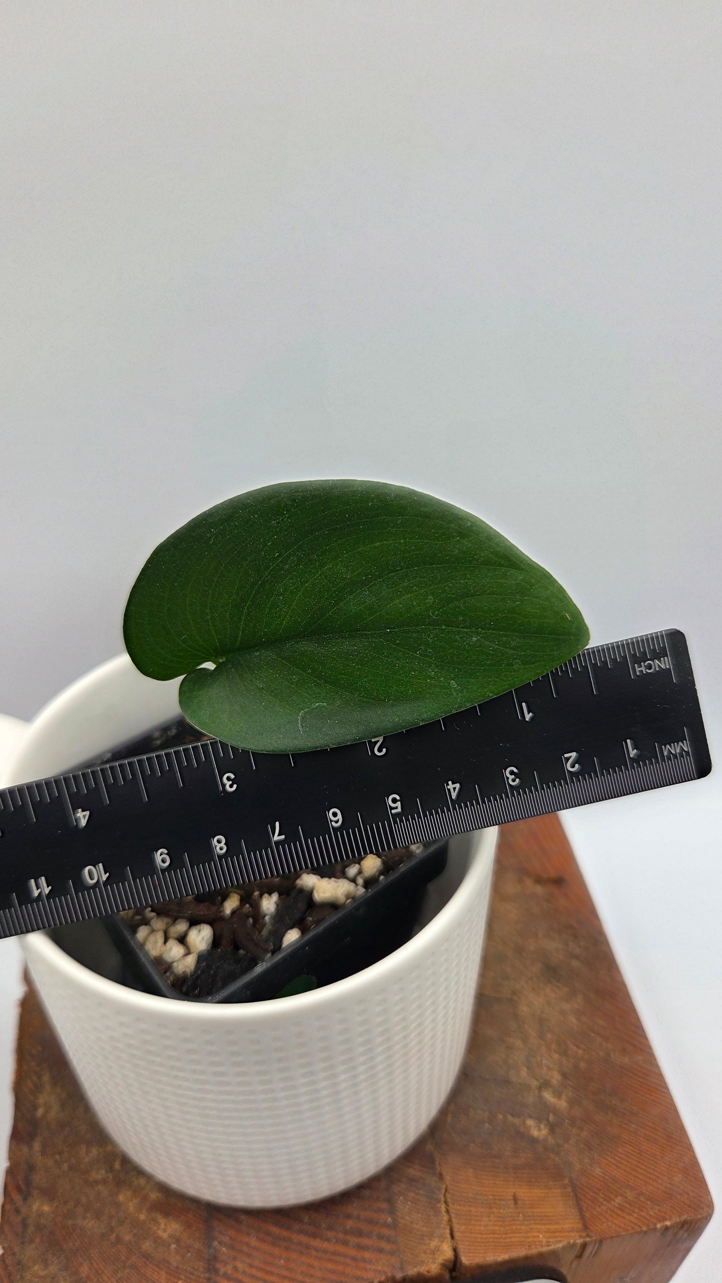 Scindapsus Jade Satin (SCI-351)