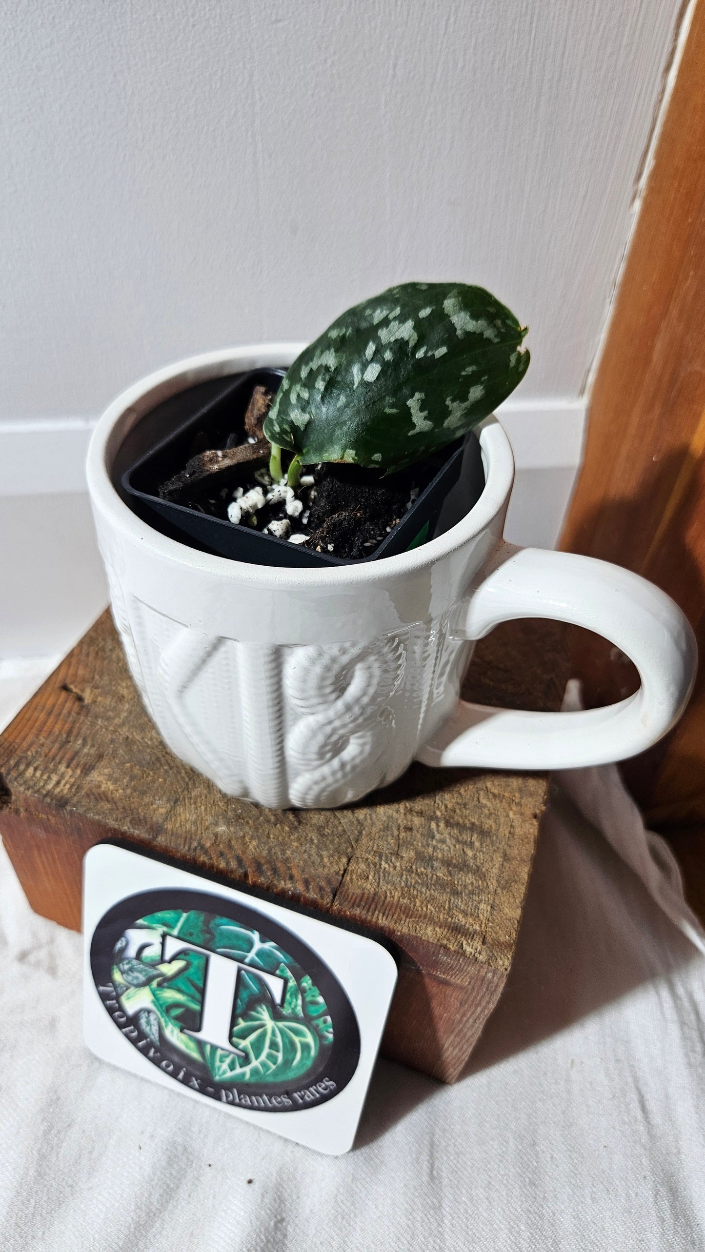 Scindapsus Exotica Batik (SCI-1284)