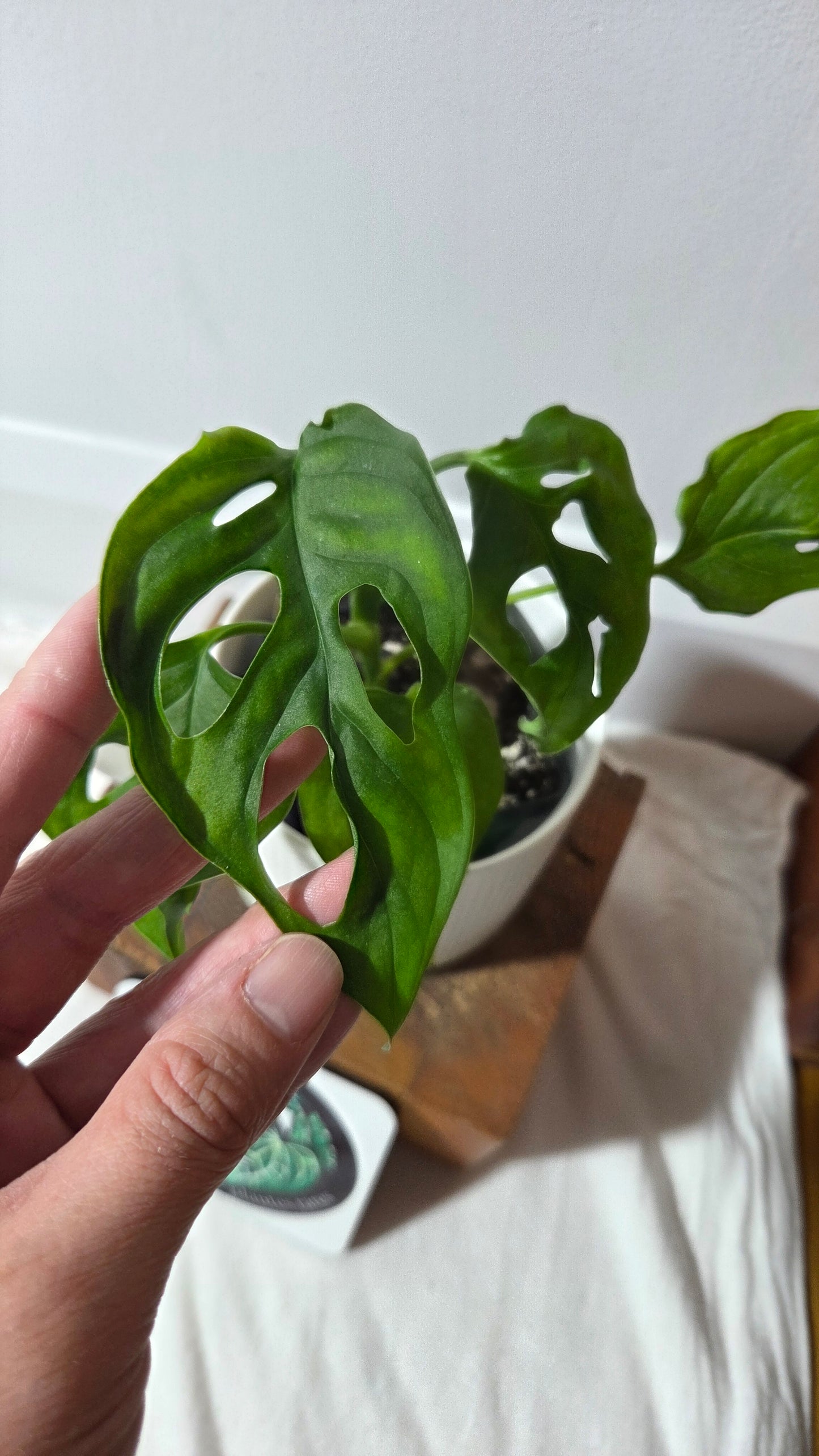 Monstera Obliqua Aff Cuyabeno (MON-504)