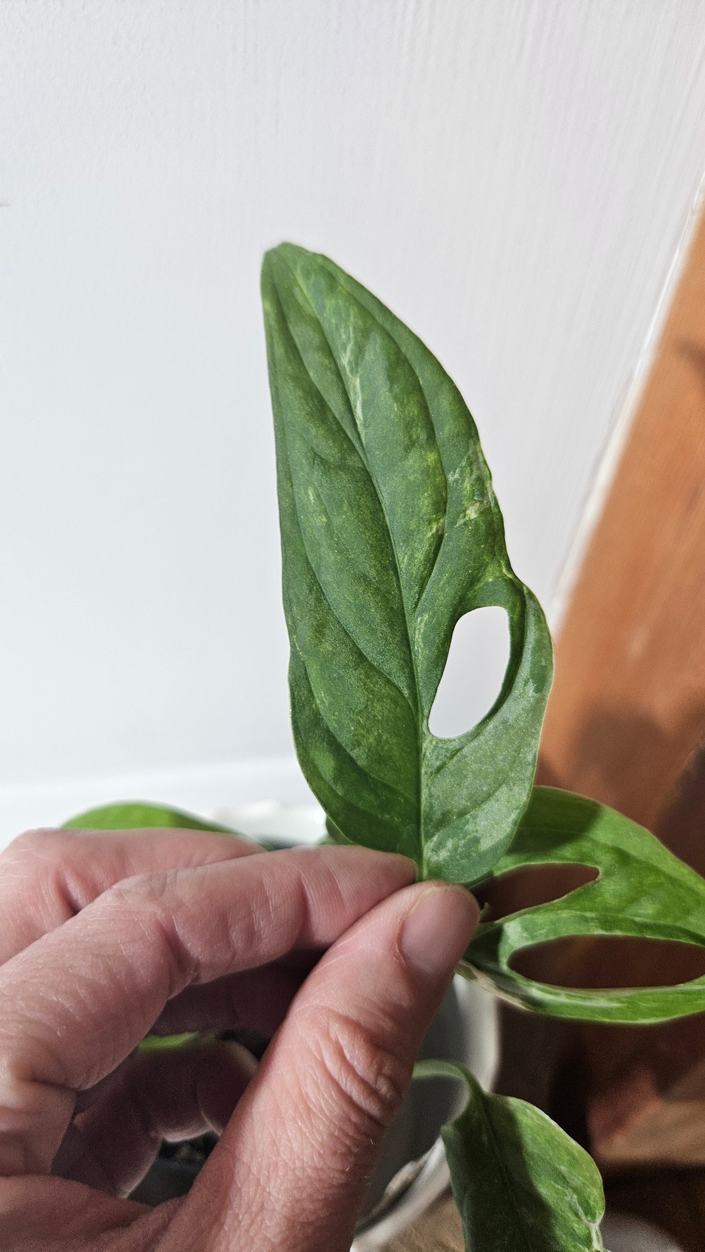 Monstera Andasonii Mint/Indo (MON-379)