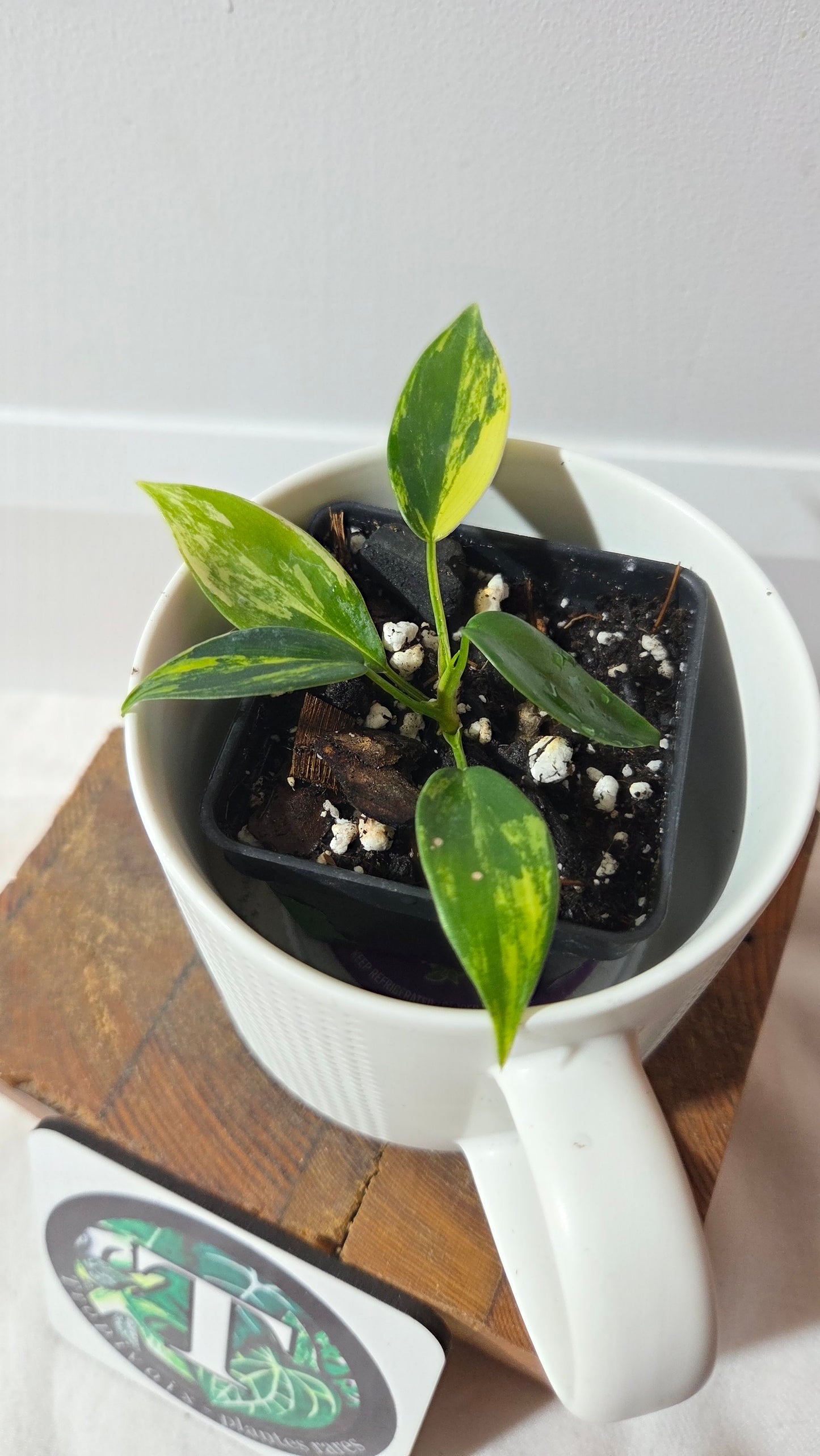 Philodendron Florida Beauty (PHI-1016)
