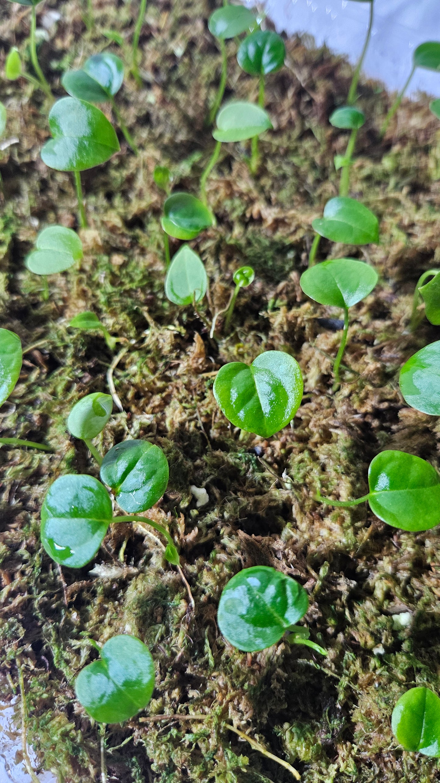 Anthurium Dark Phoenix X Fortsherman "format SEEDLING"
