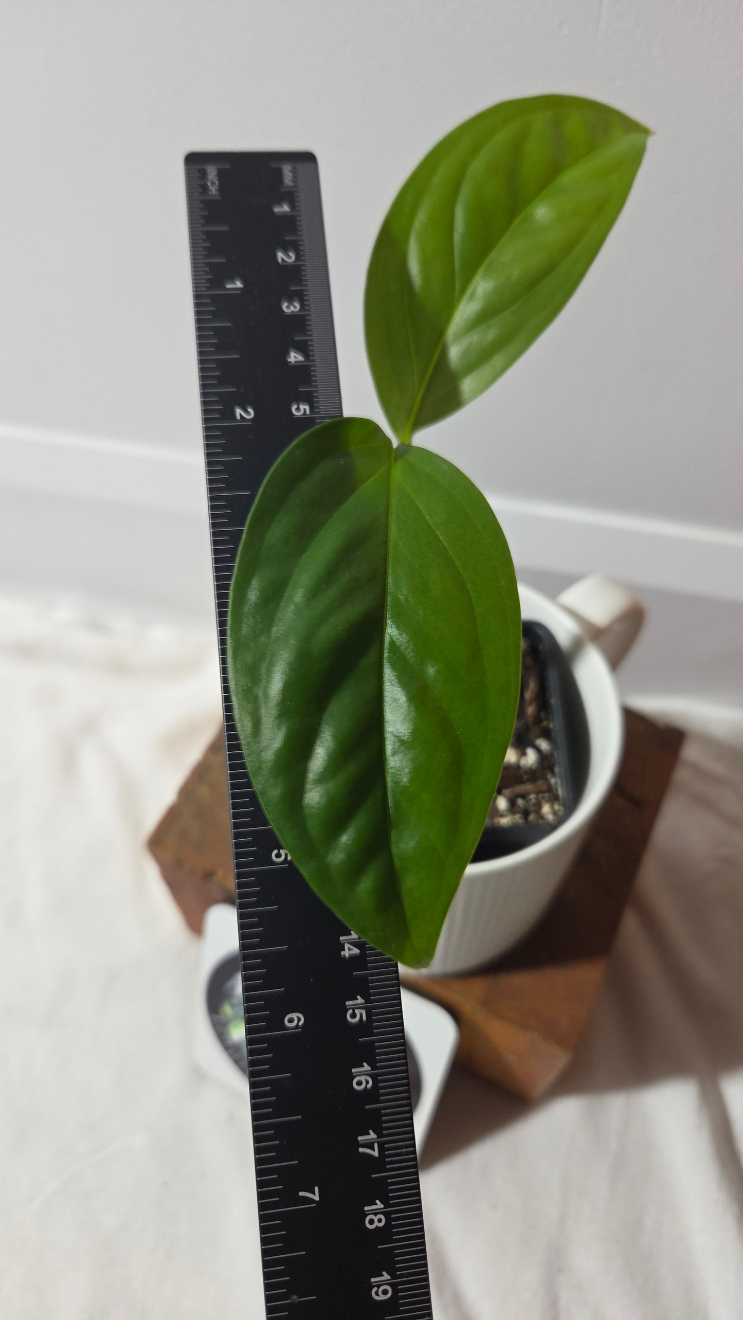 Monstera Obliqua Aff Calacali (MON-515)