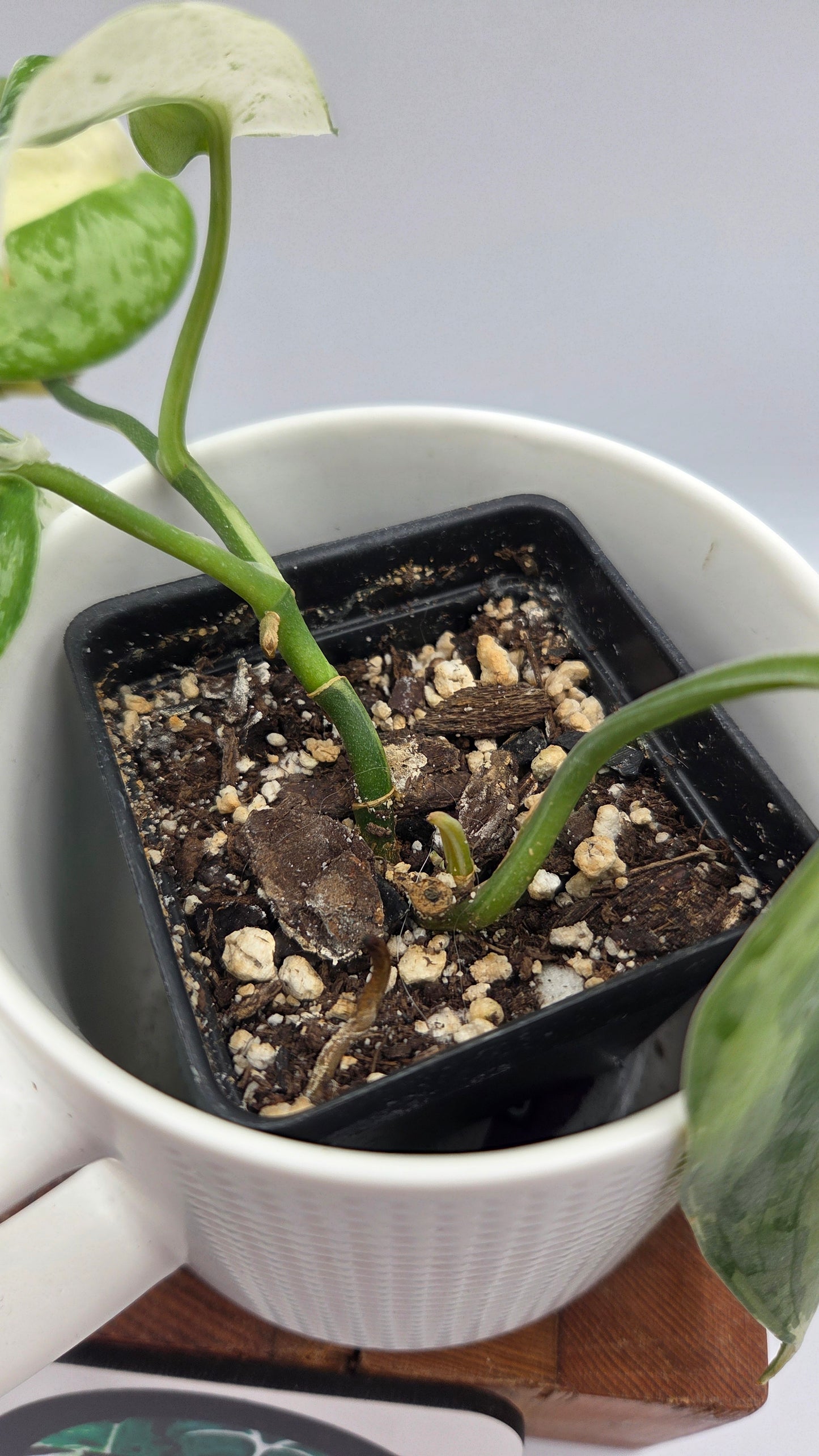 Scindapsus Salamount (SCI-755)