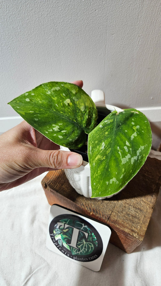 Scindapsus Baticon "Grade A" (SCI-1166)