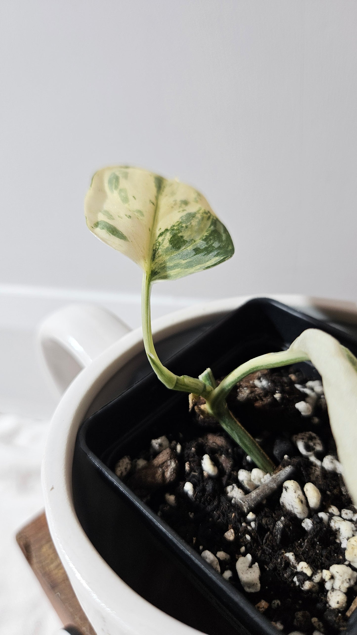 Scindapsus Simbara Mutation (SCI-1314)