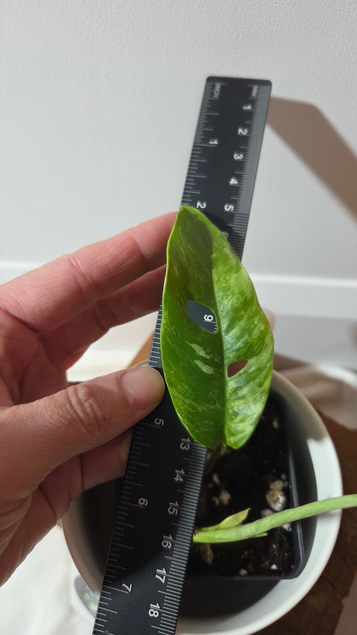 Rhaphidophora Masuwa Variegata (AUT-090)