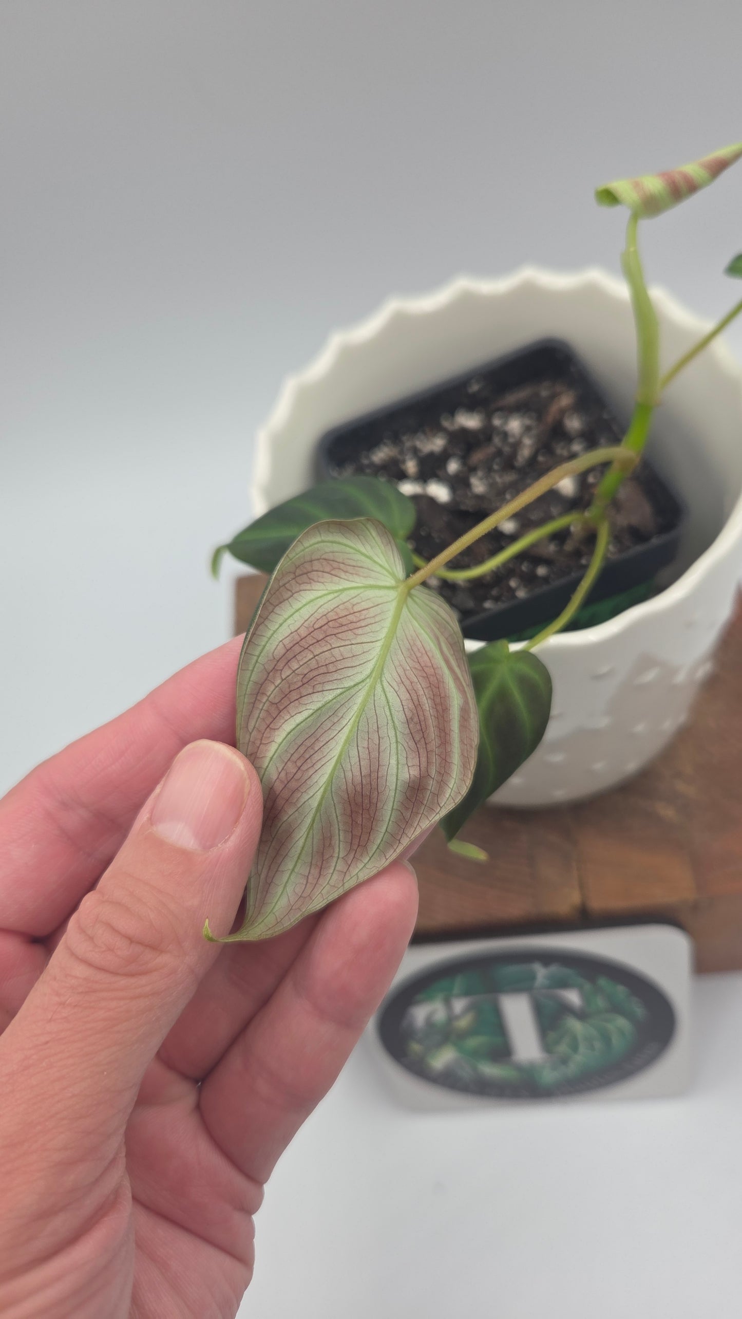 Philodendron Verrucosum Glow (PHI-1033)