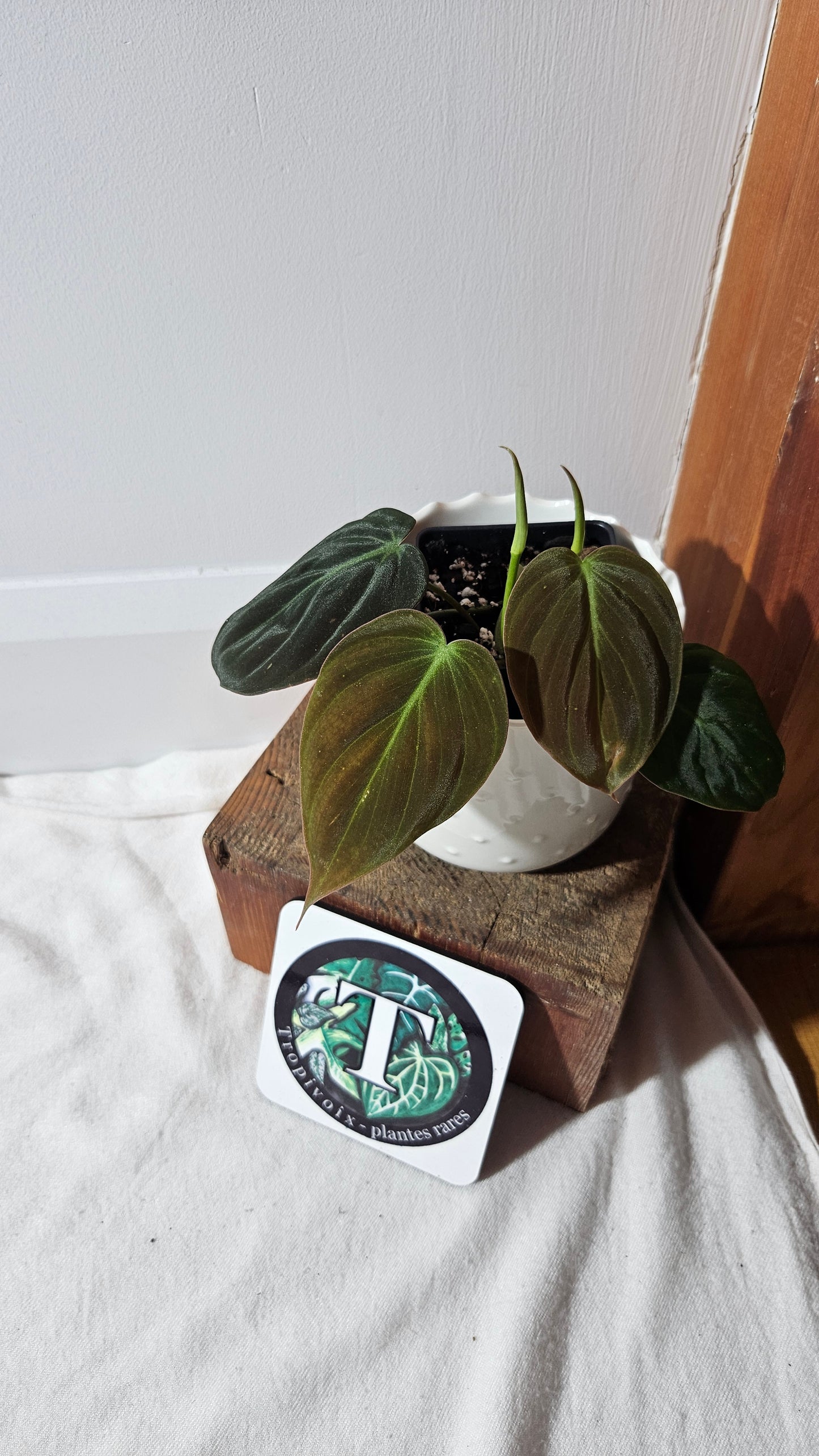 Philodendron Mican Var. REVERT (PHI-786)