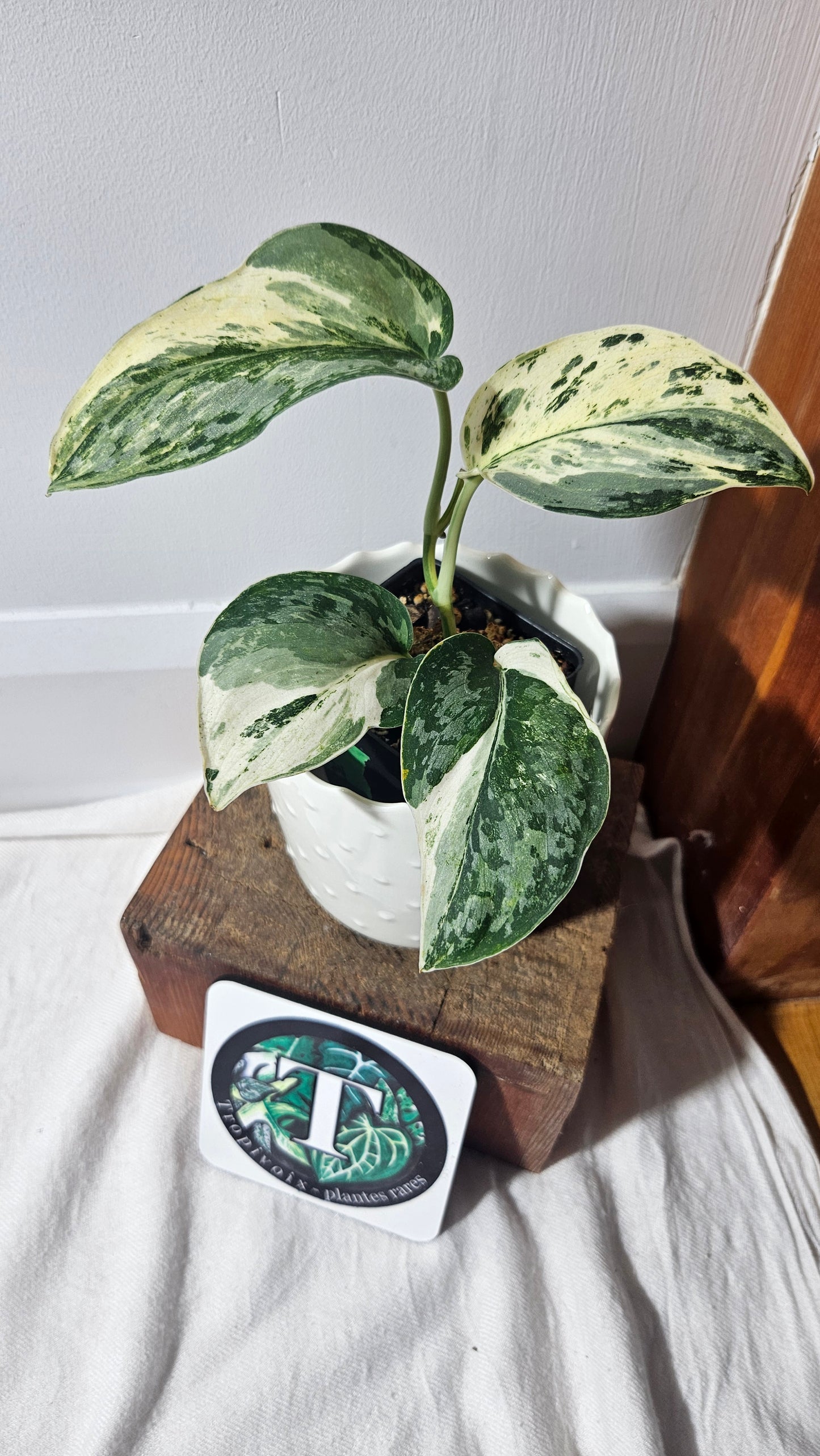Scindapsus Exotica Salaka Variegata (SCI-960)