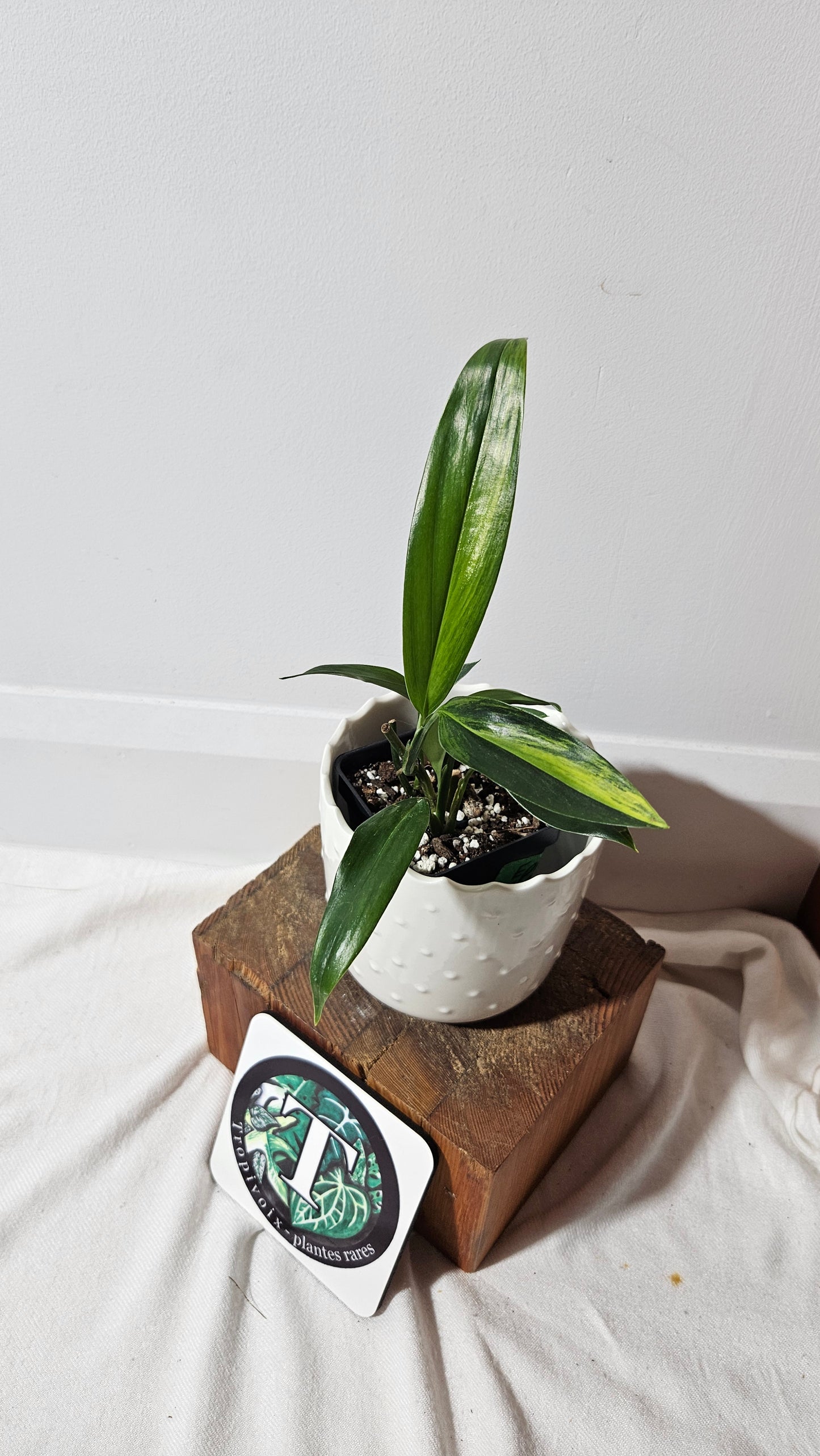 Epipremnum Amplissinum Variegata (EPI-217)